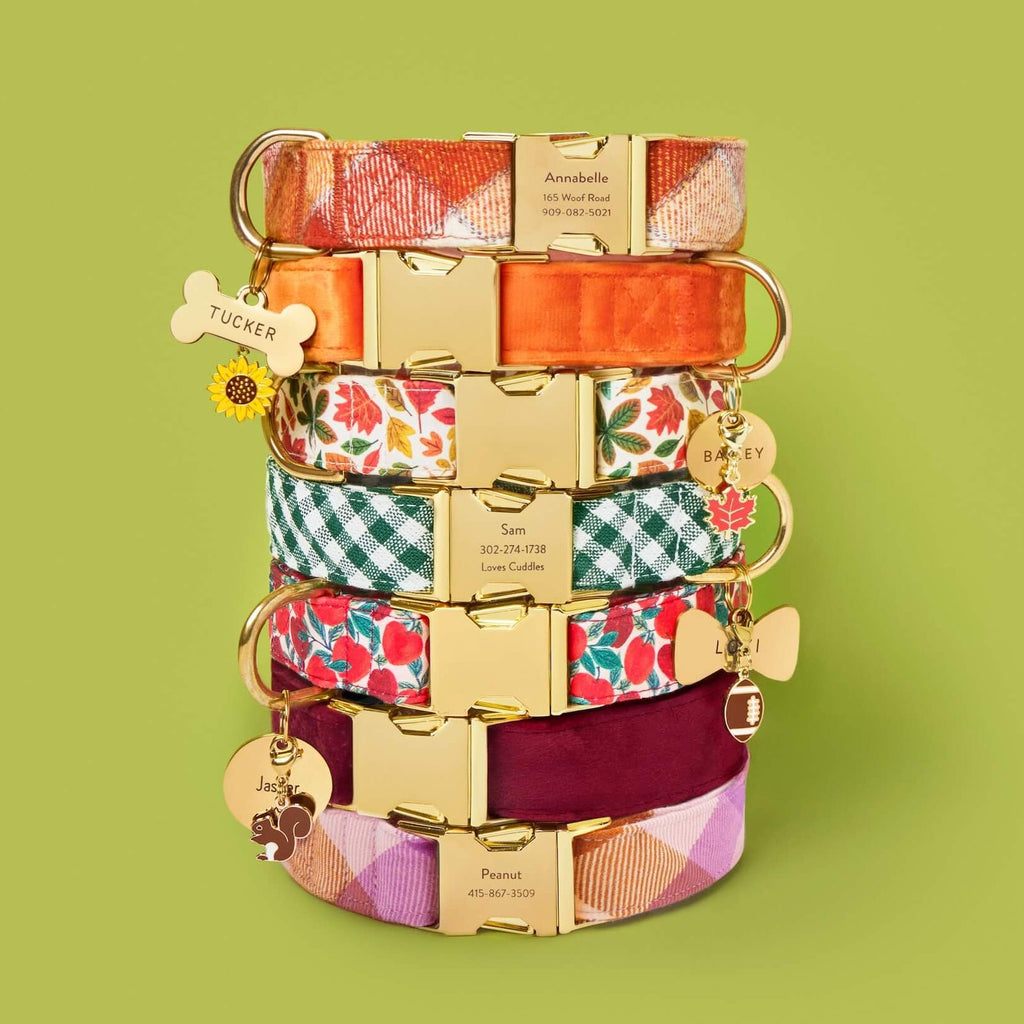 Apple of My Eye Dog Collar