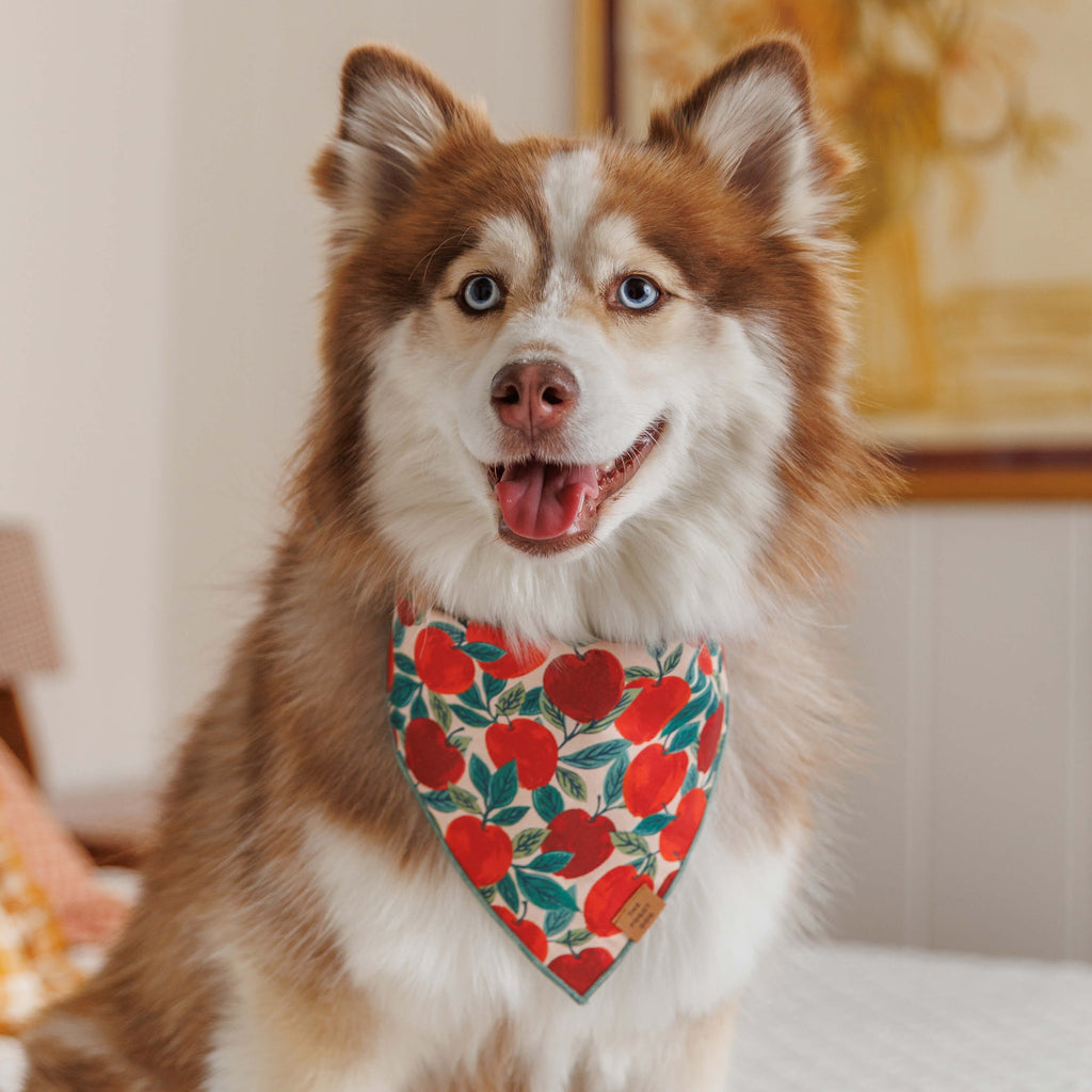Apple of My Eye Dog Bandana
