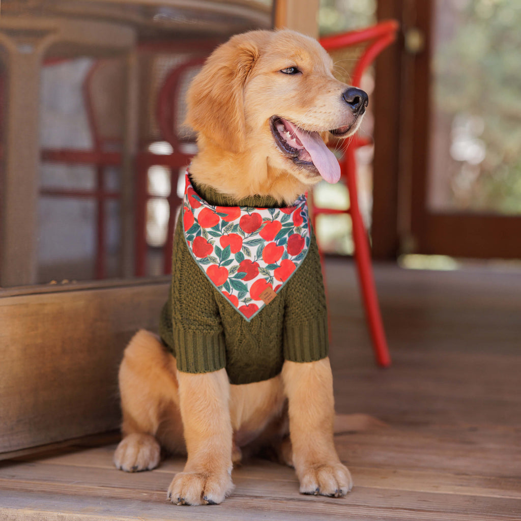 Apple of My Eye Dog Bandana