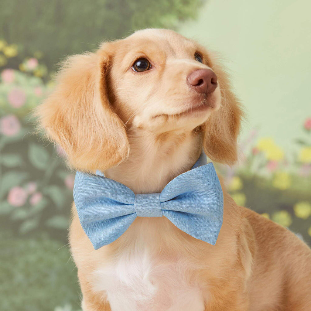 Blue Chambray Bow Tie Collar