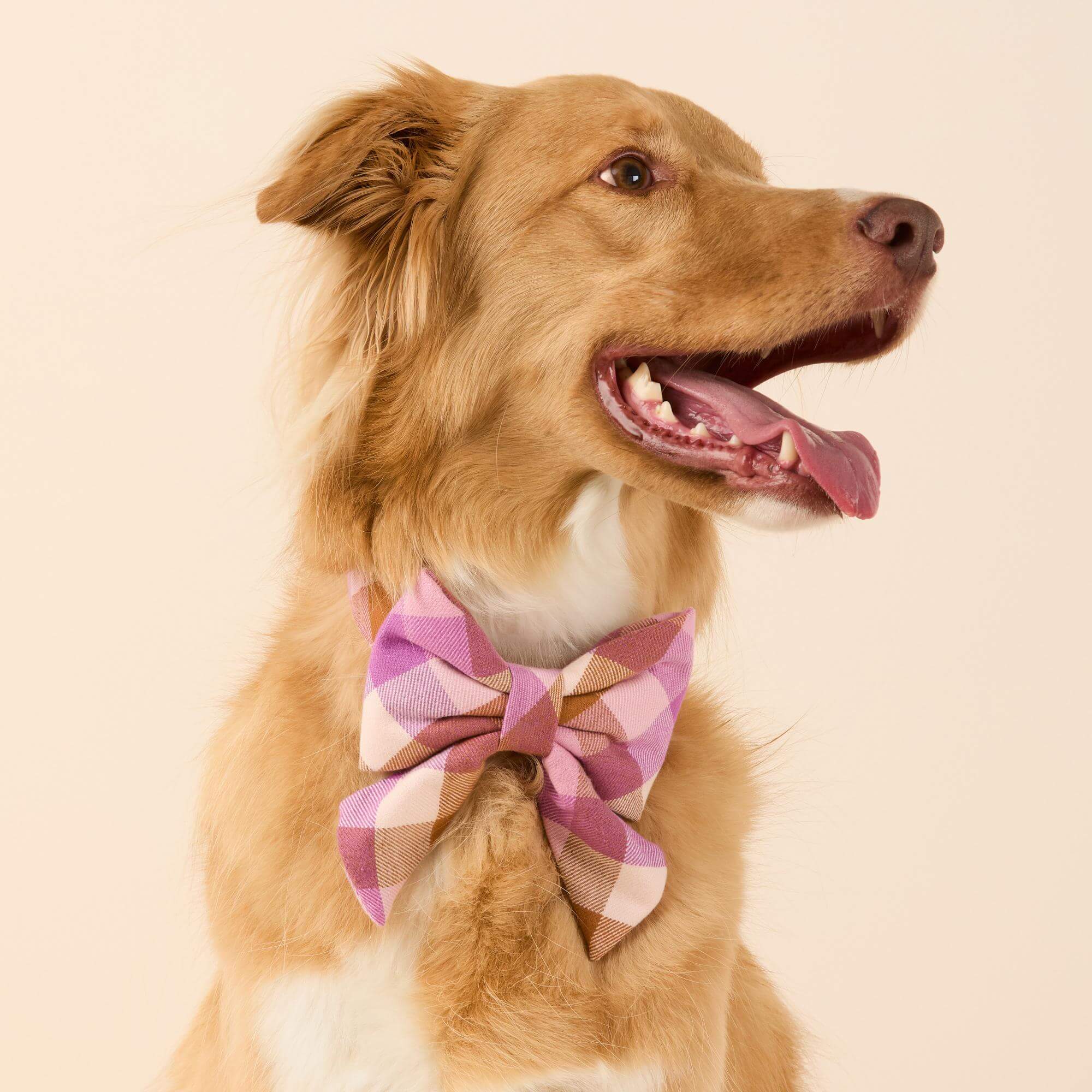 Bramble Flannel Lady Bow Collar