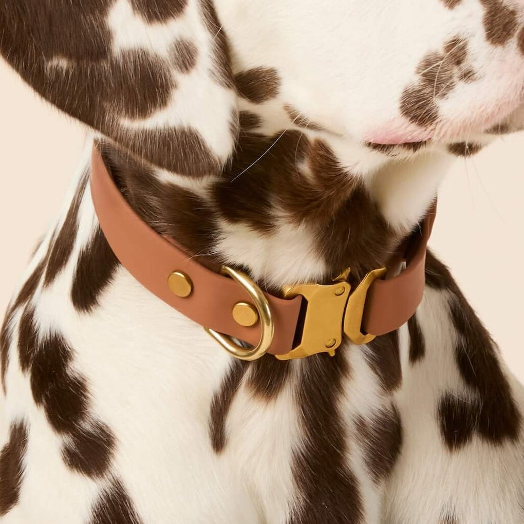 Active Flex Dog Collar, Saddle