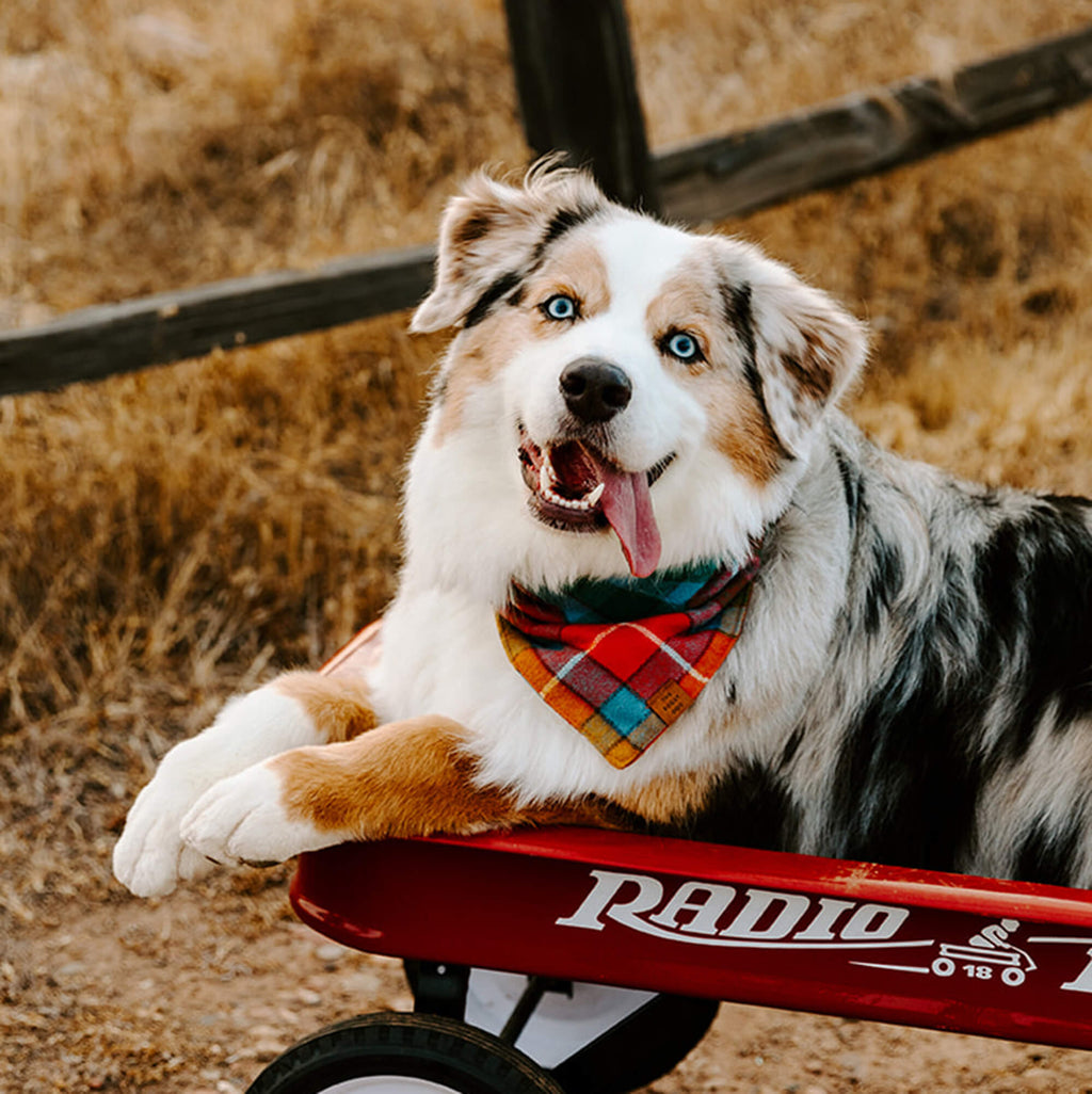 Buchanan Plaid Flannel Dog Bandana