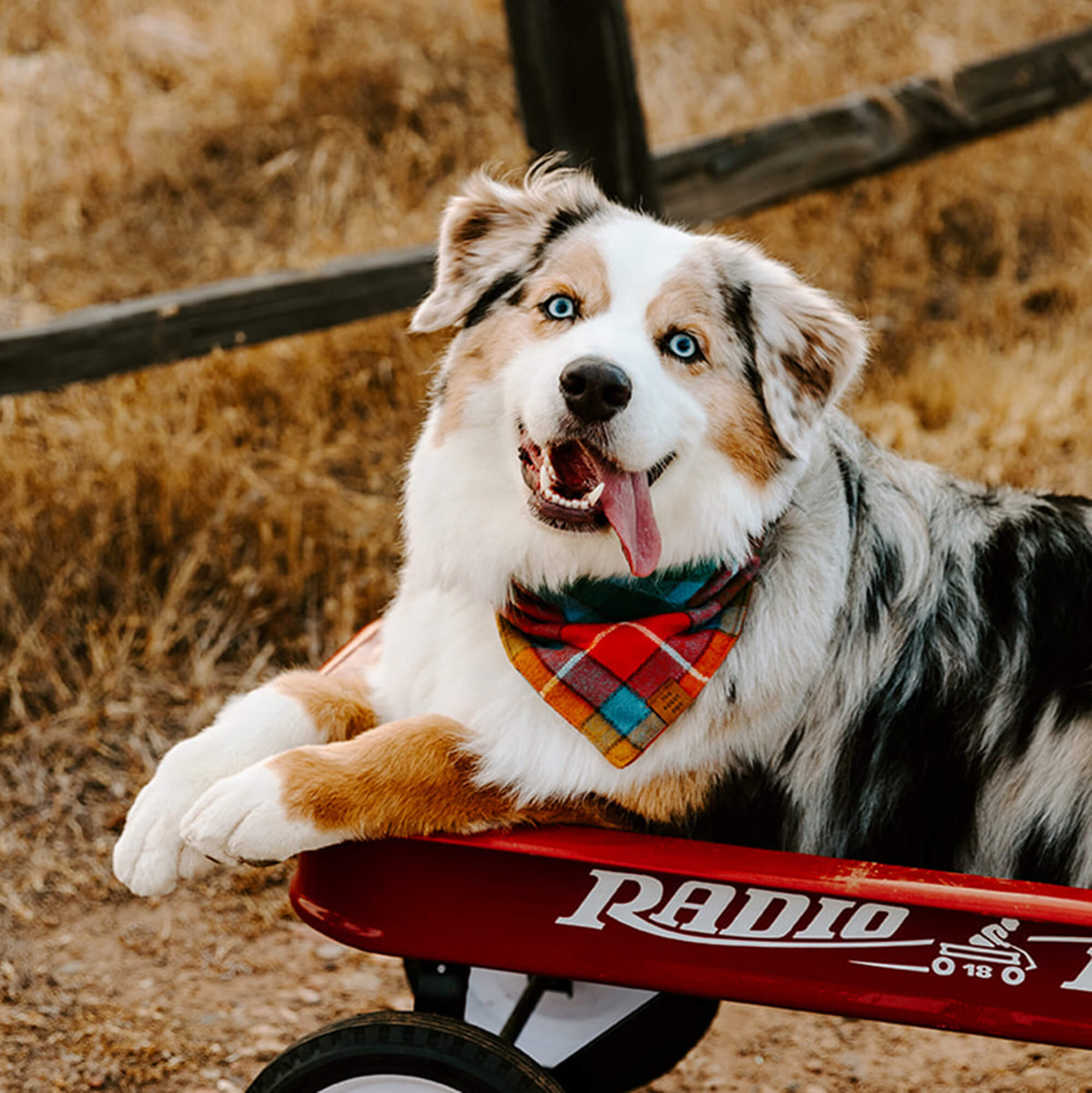 Buchanan Plaid Flannel Dog Bandana