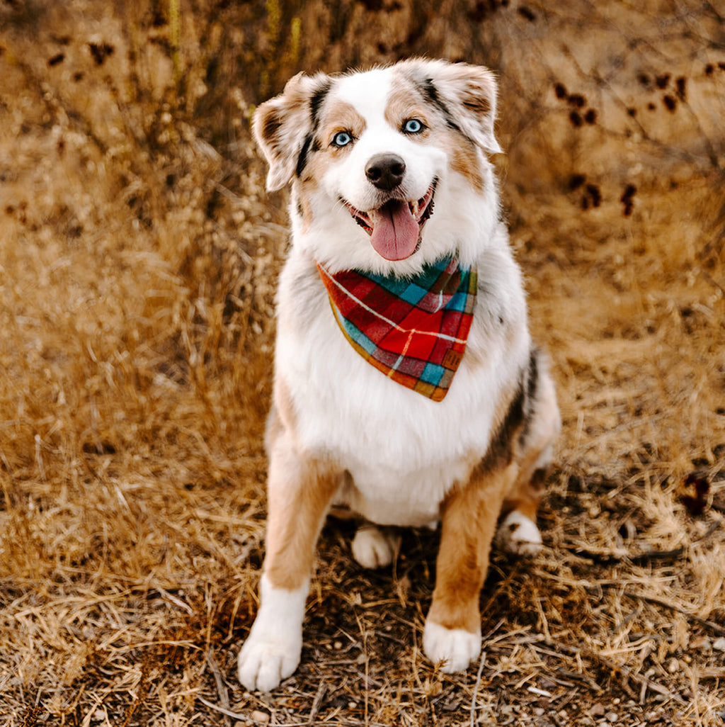 Buchanan Plaid Flannel Dog Bandana