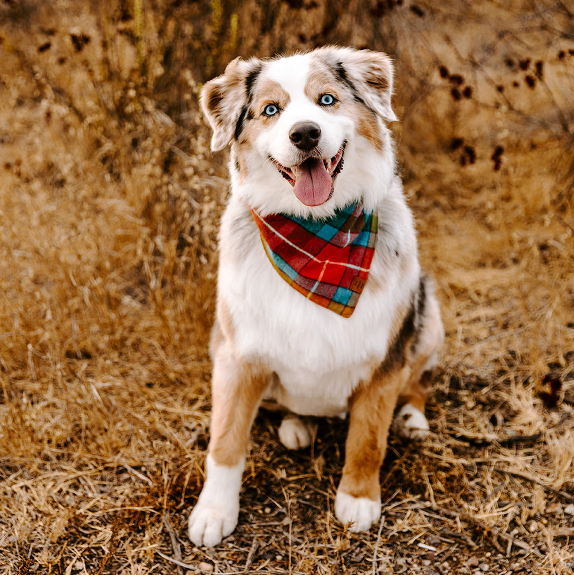 Buchanan Plaid Flannel Dog Bandana