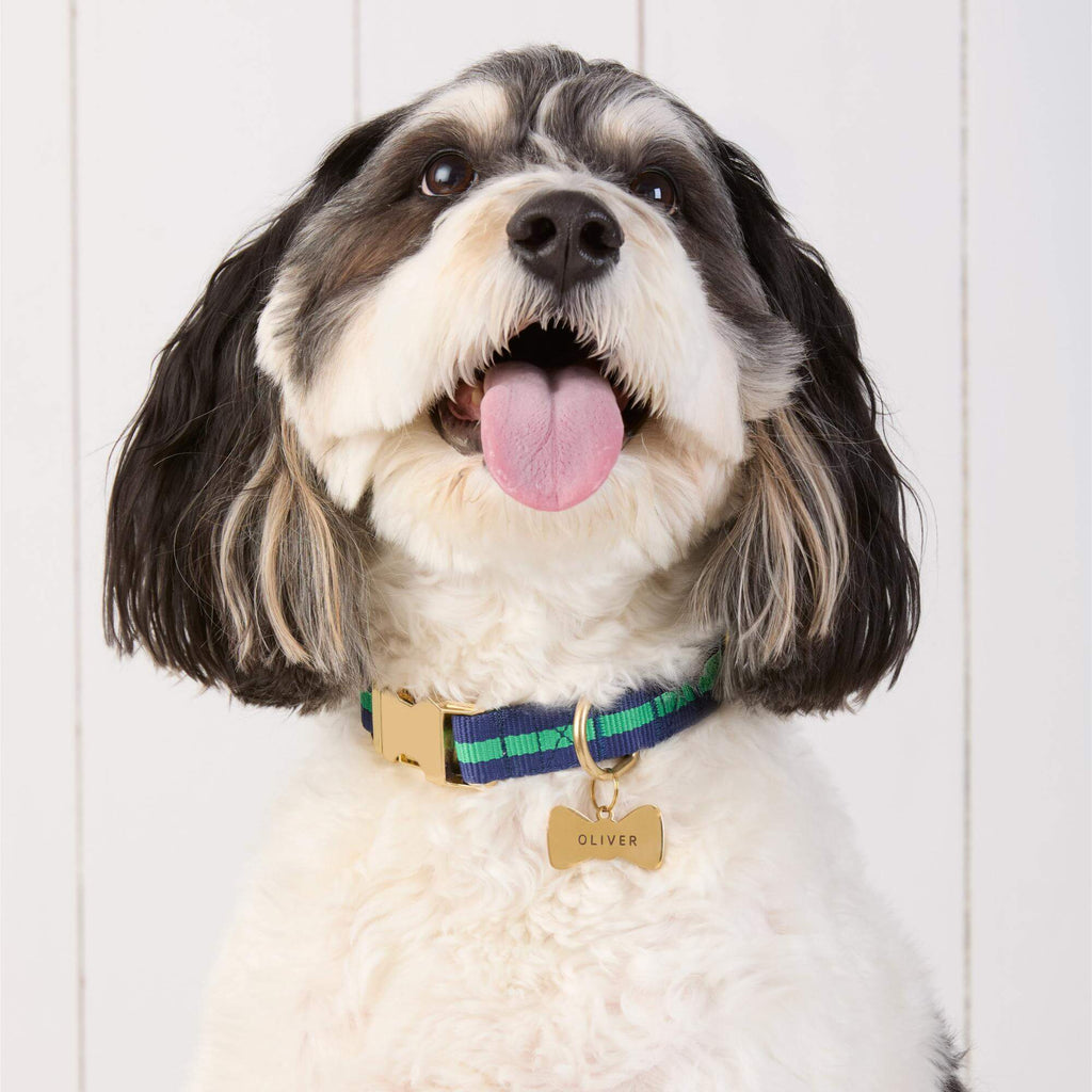 Camden Striped Webbing Dog Collar