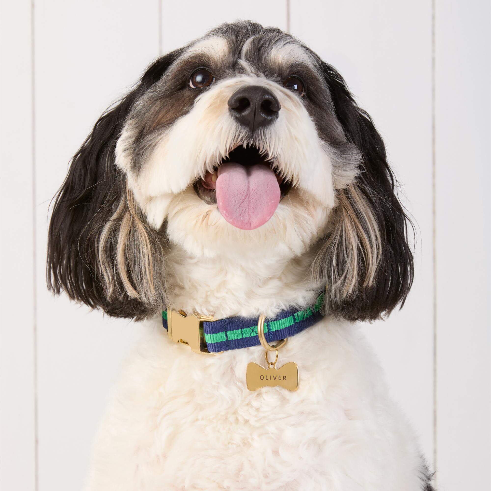 Camden Striped Webbing Dog Collar