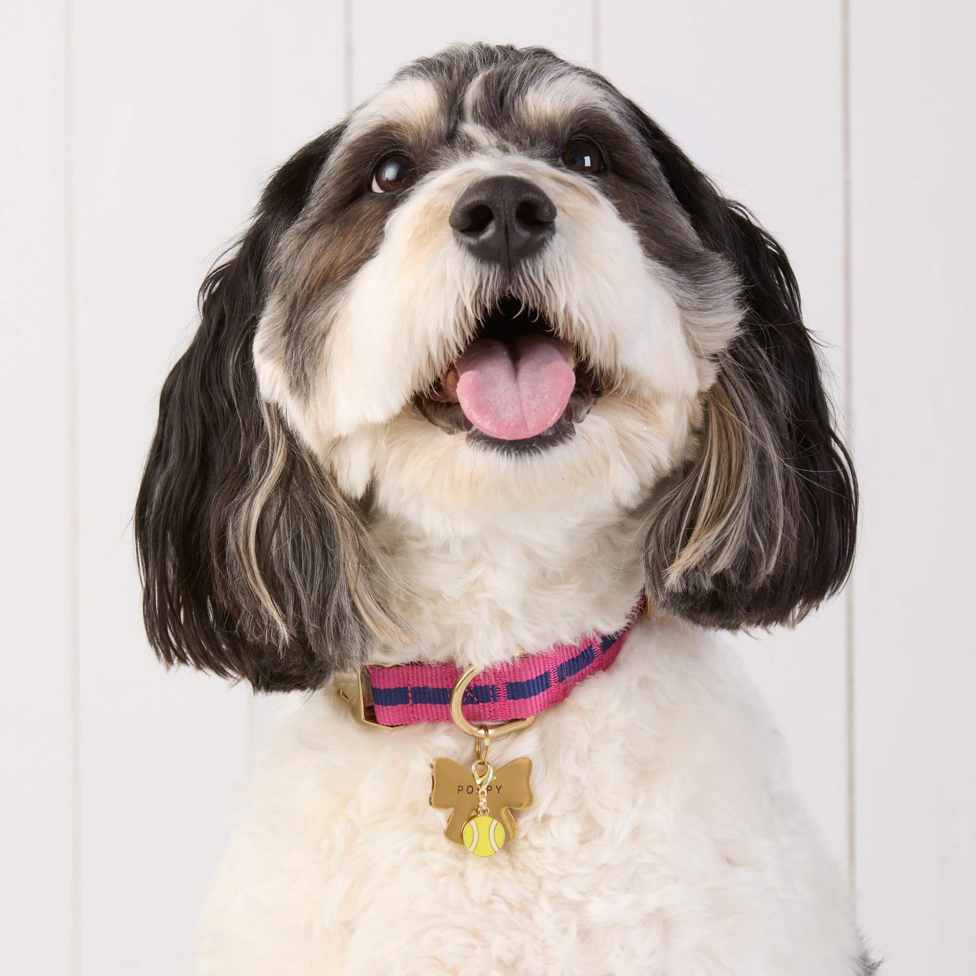 Sloane Striped Webbing Dog Collar