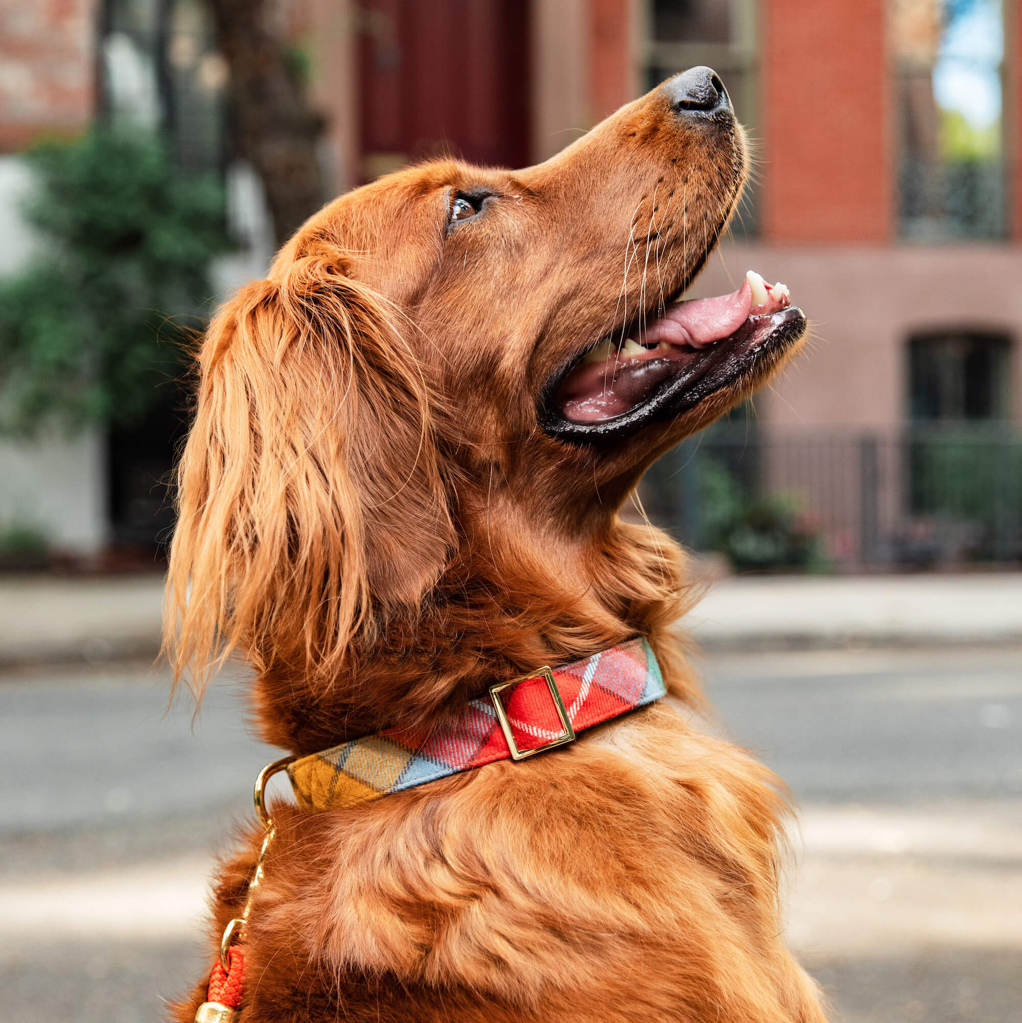 Buchanan Plaid Flannel Dog Collar