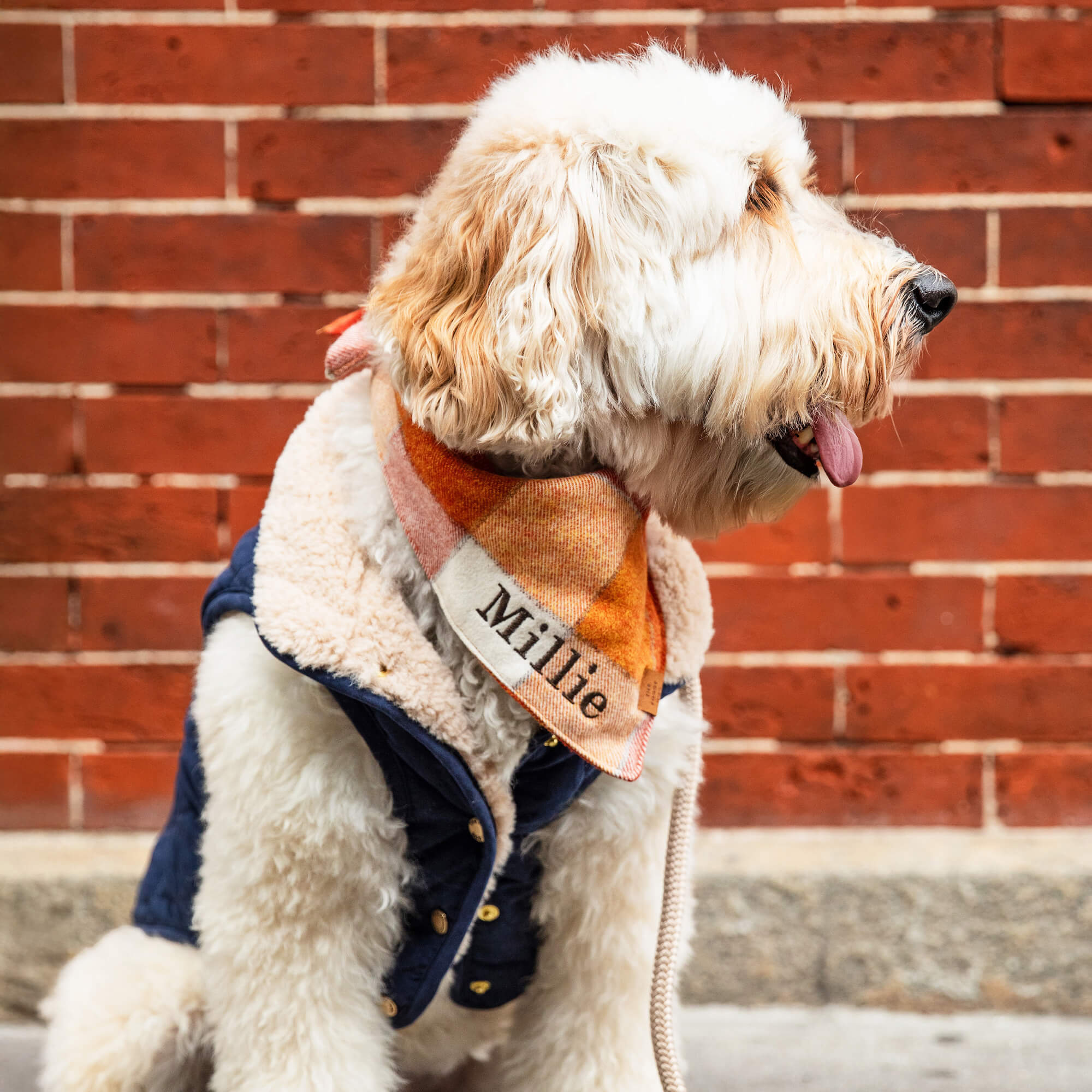 Navy Sherpa-Lined Reversible Dog Jacket