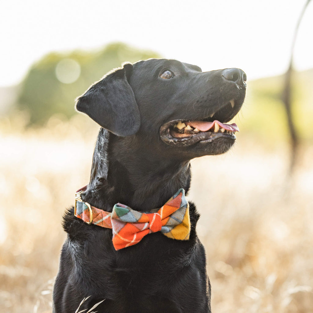 Buchanan Plaid Flannel Bow Tie Collar