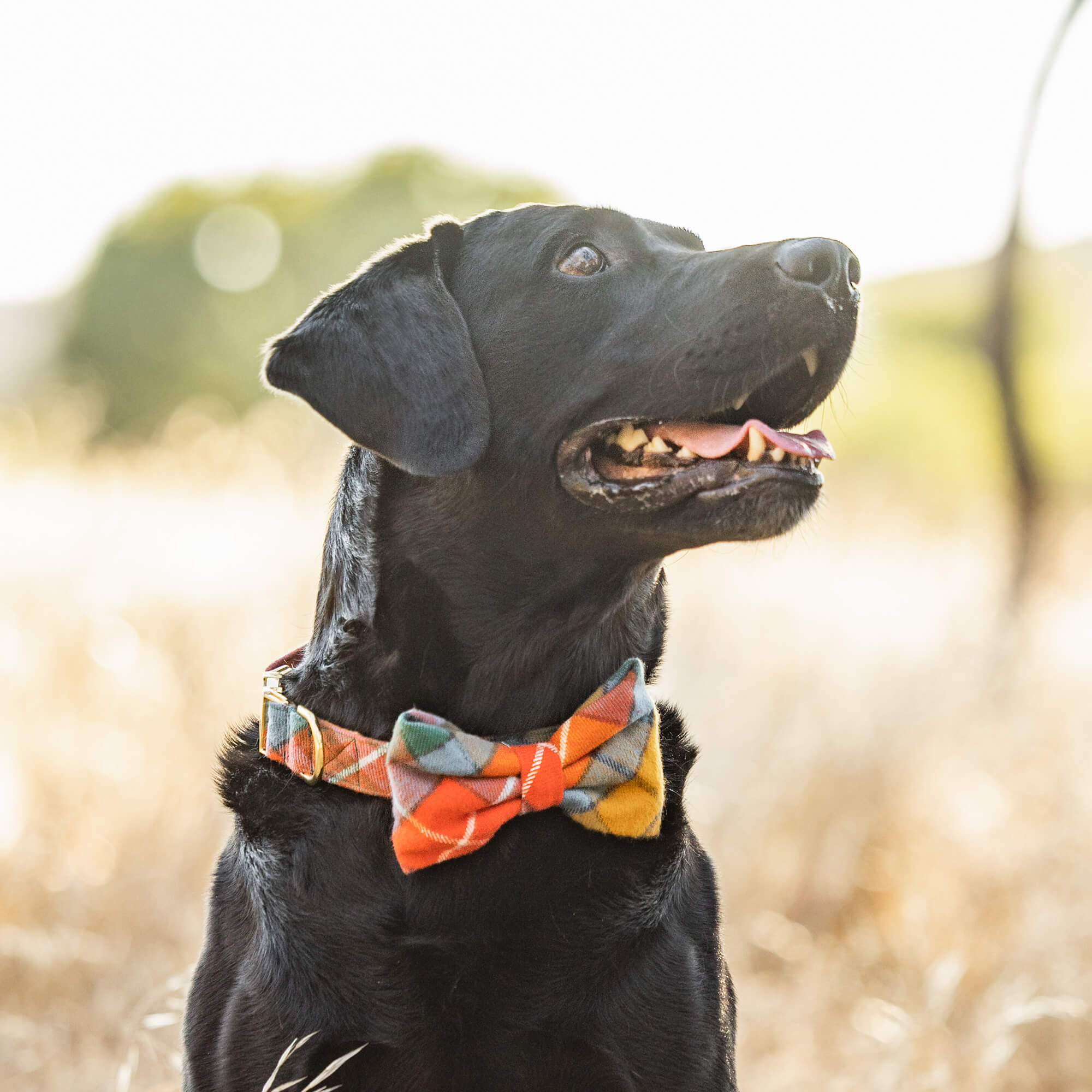 Buchanan Plaid Flannel Bow Tie Collar