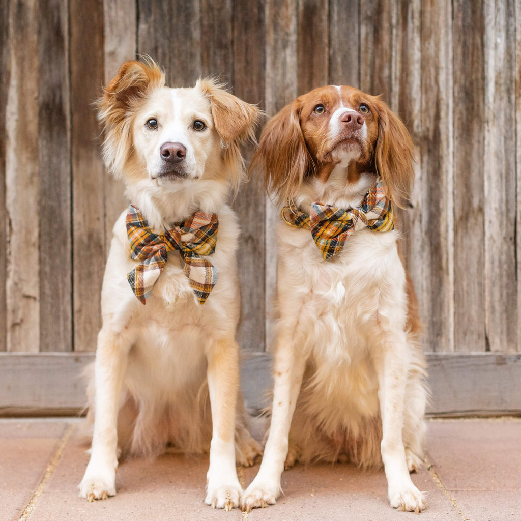 Cornucopia Plaid Flannel Dog Collar