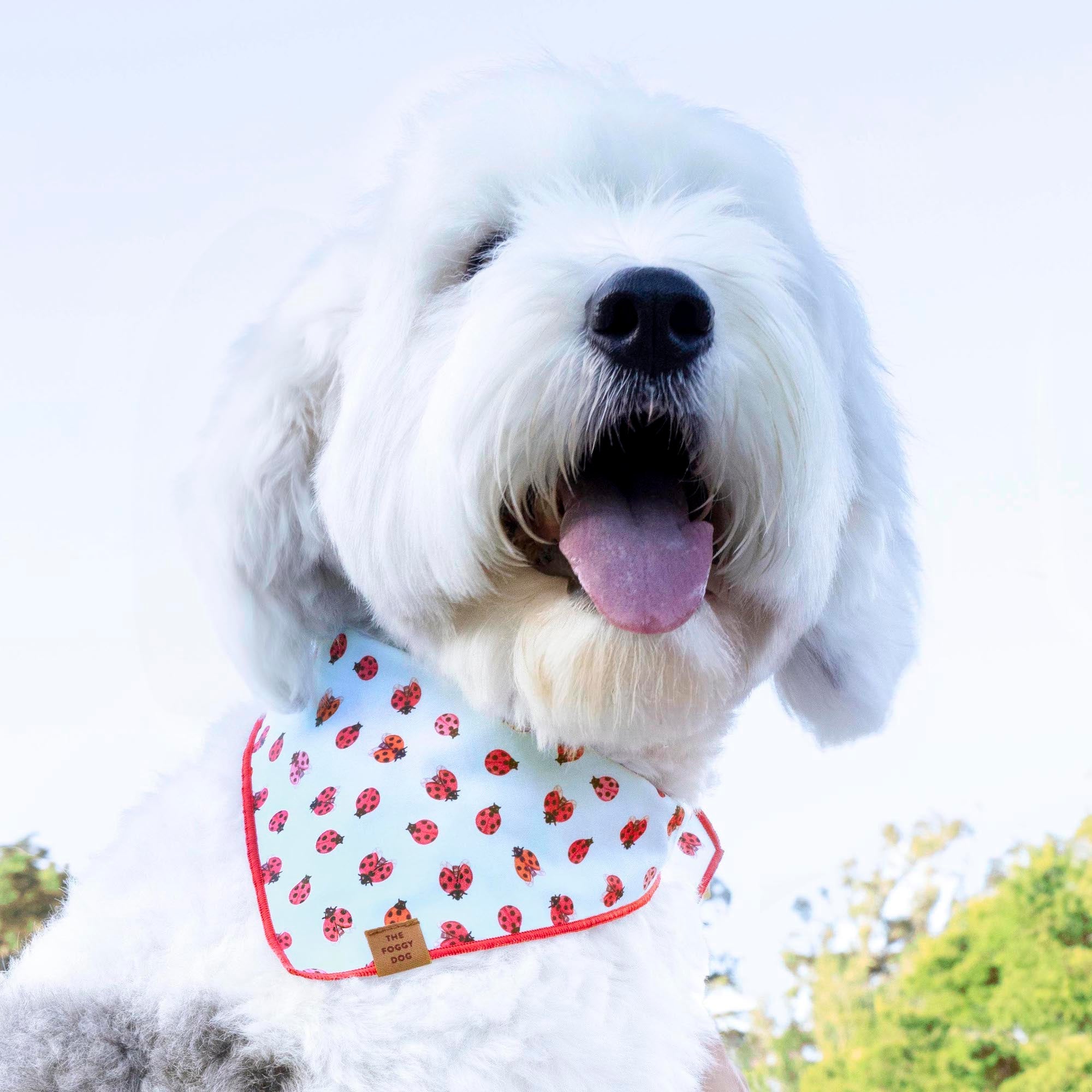 Love Bug Dog Bandana