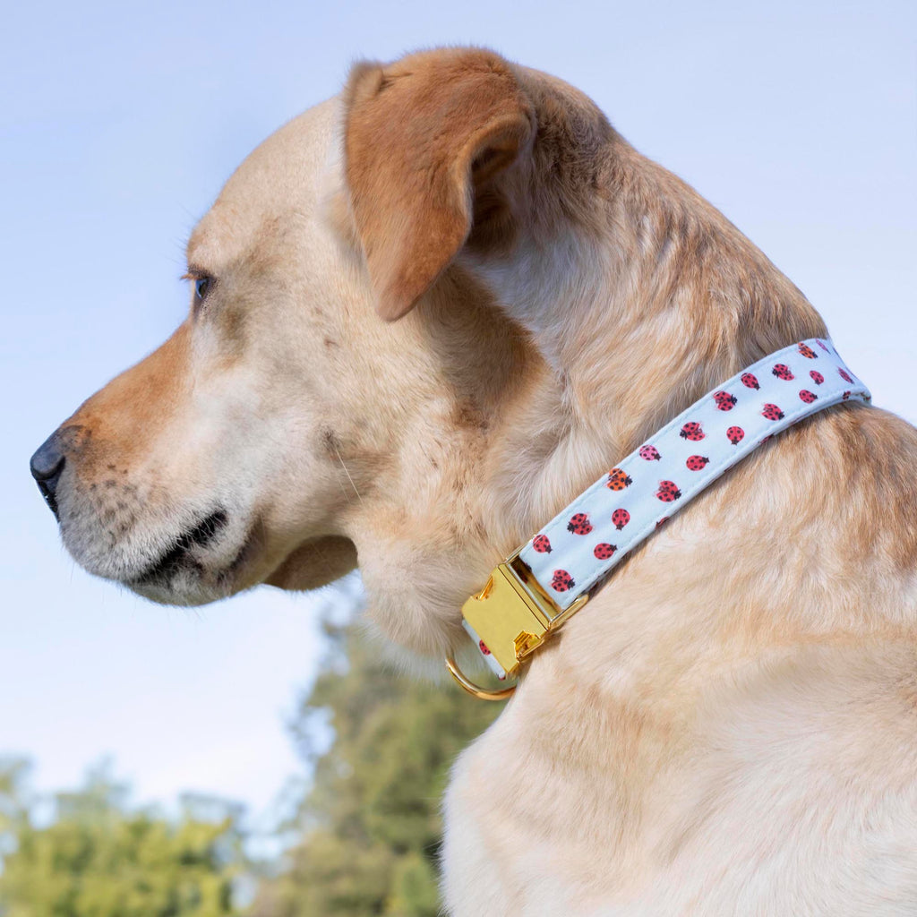 Love Bug Dog Collar