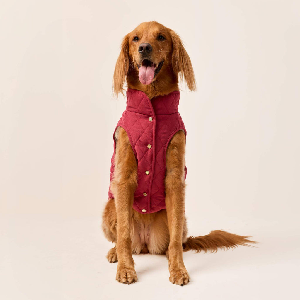 Currant Sherpa-Lined Reversible Dog Jacket