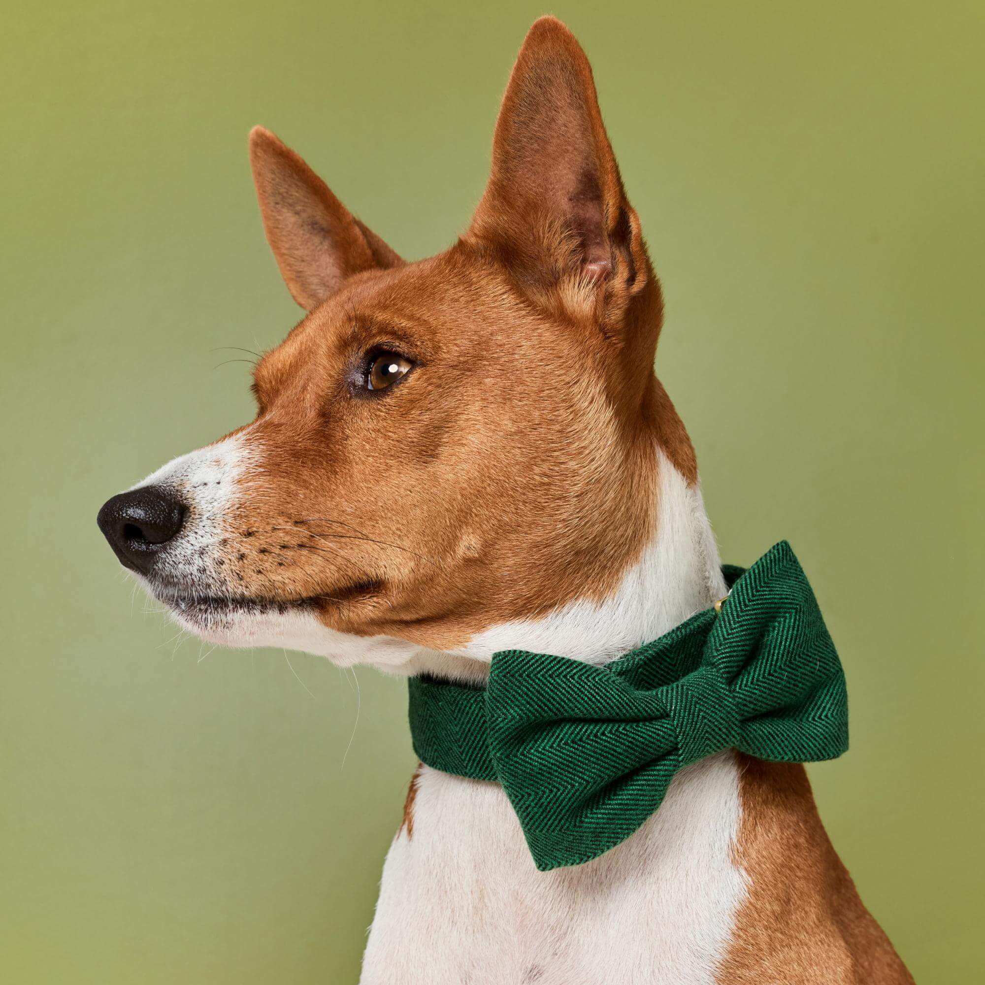 Evergreen Herringbone Flannel Bow Tie Collar