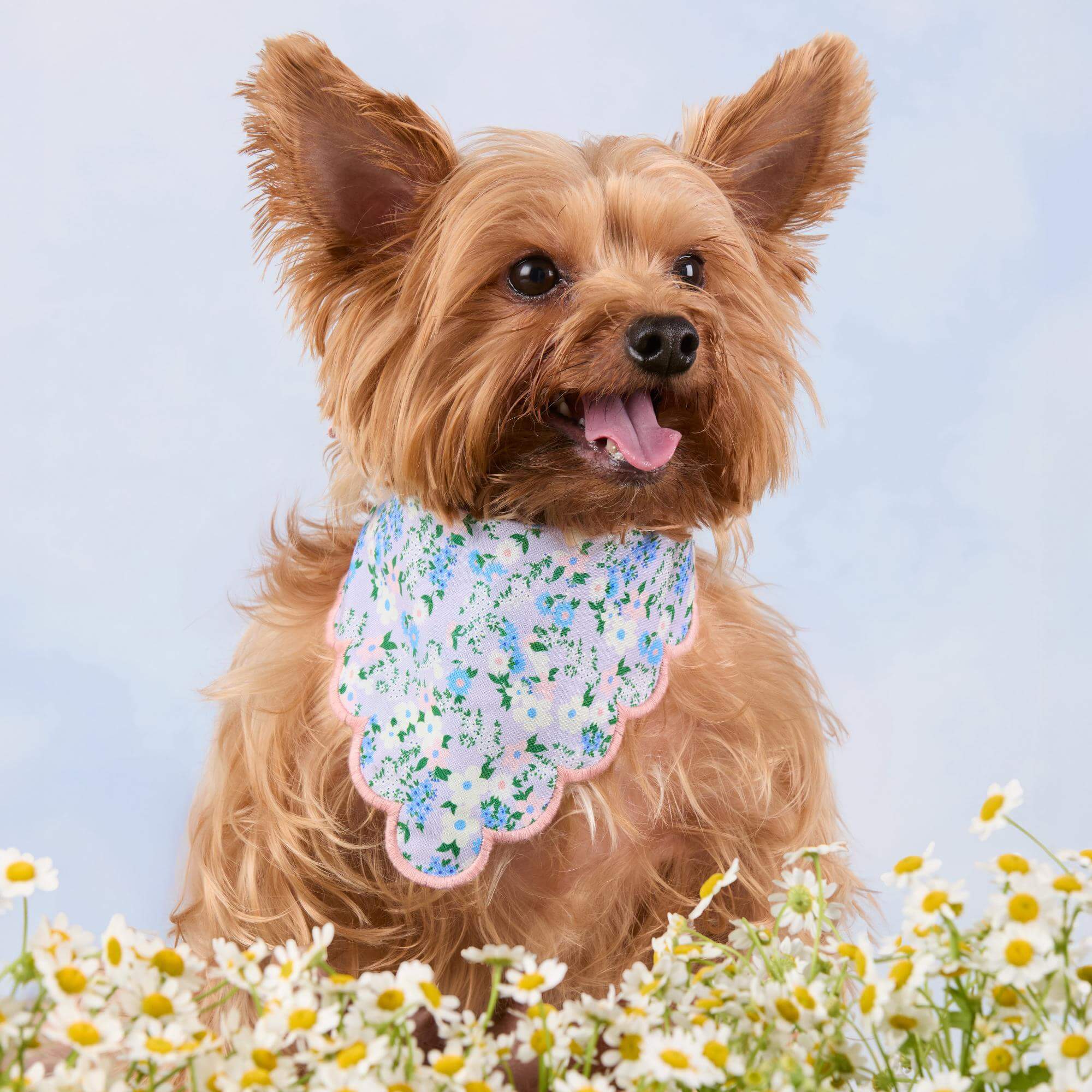 Flora Scalloped Dog Bandana