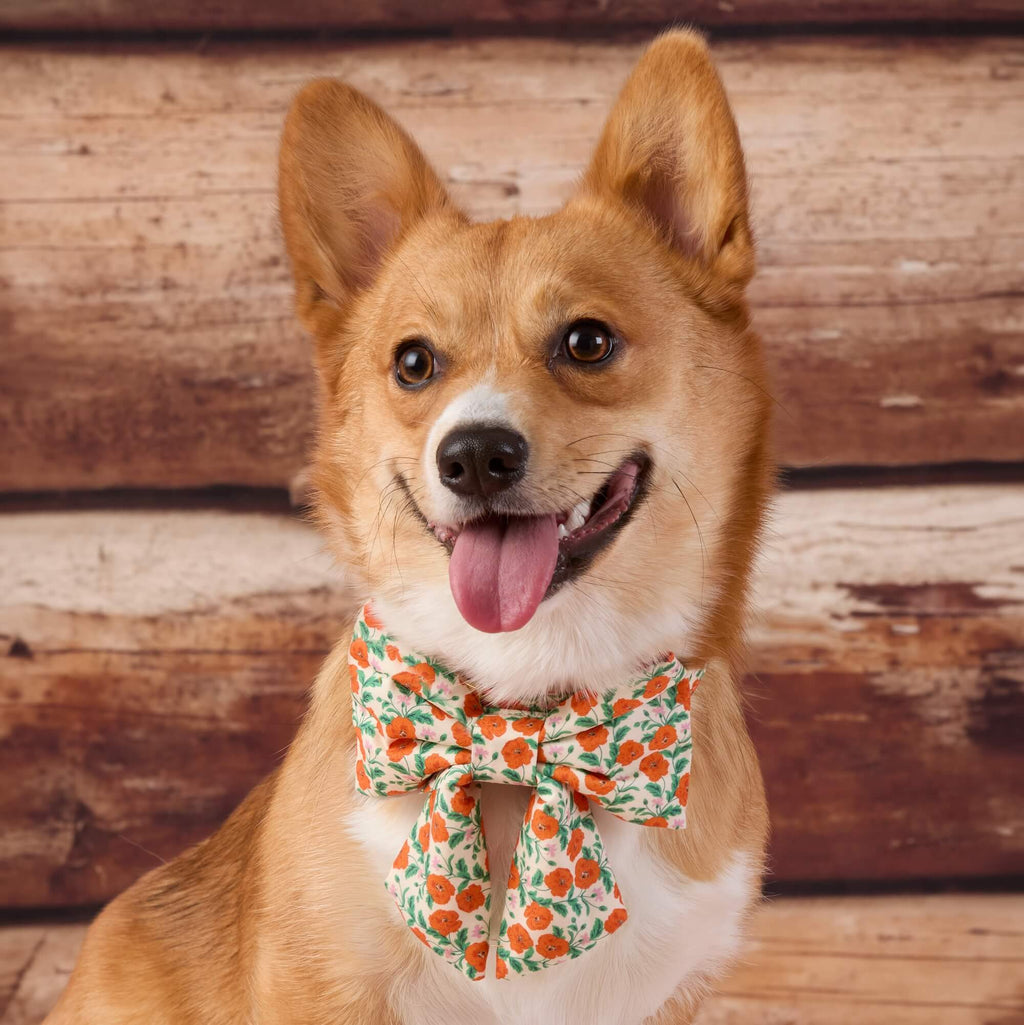 Golden Poppies Lady Bow Collar