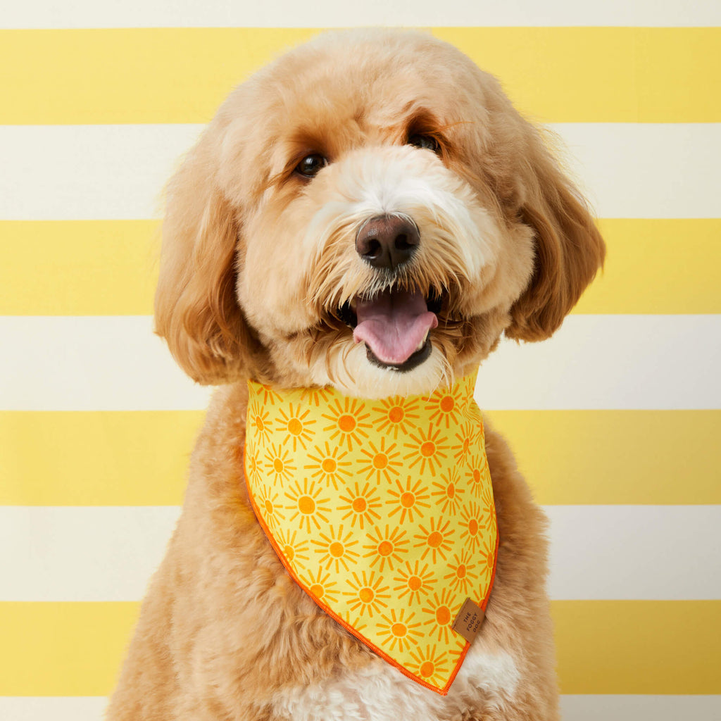 Here Comes the Sun Dog Bandana