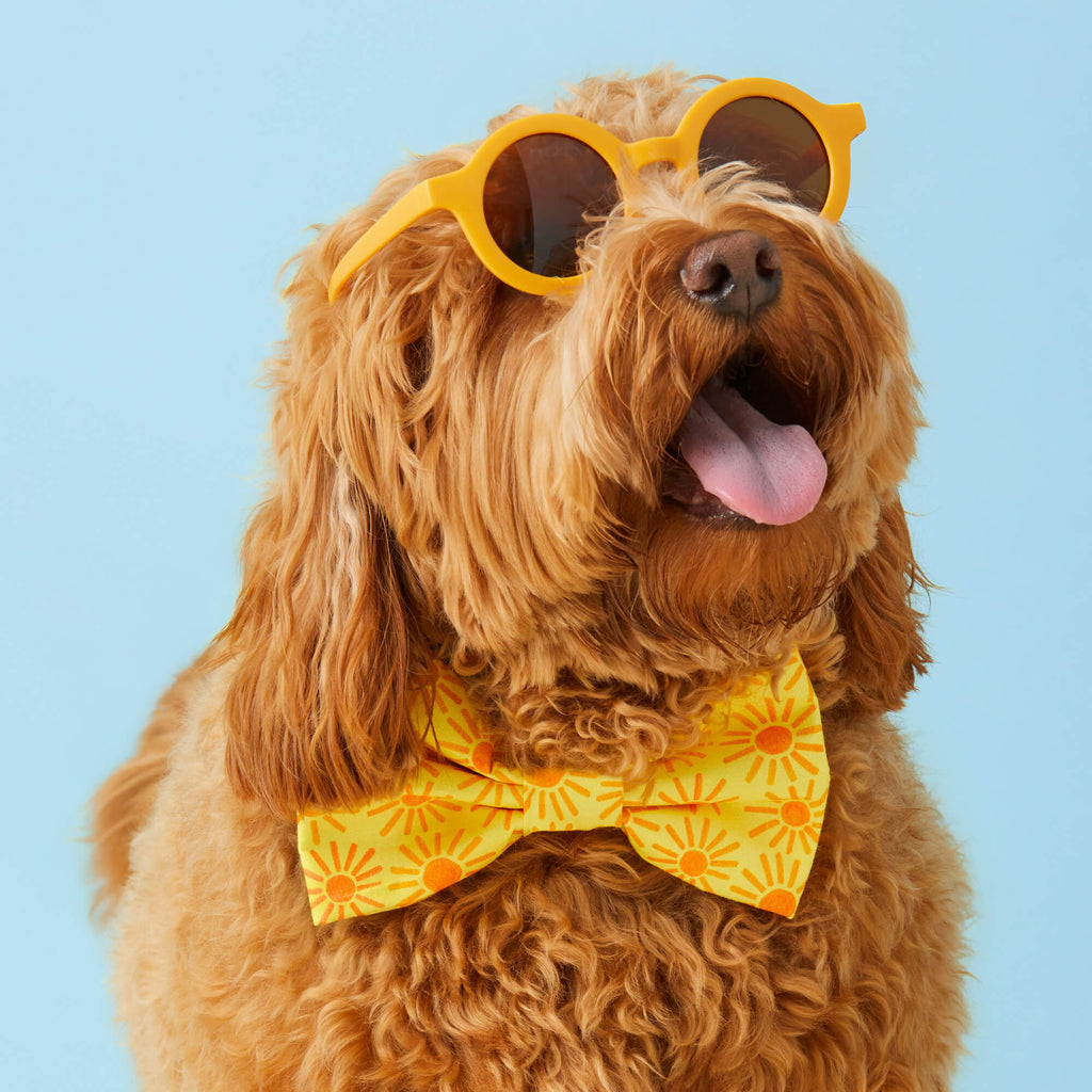 Here Comes the Sun Bow Tie Collar