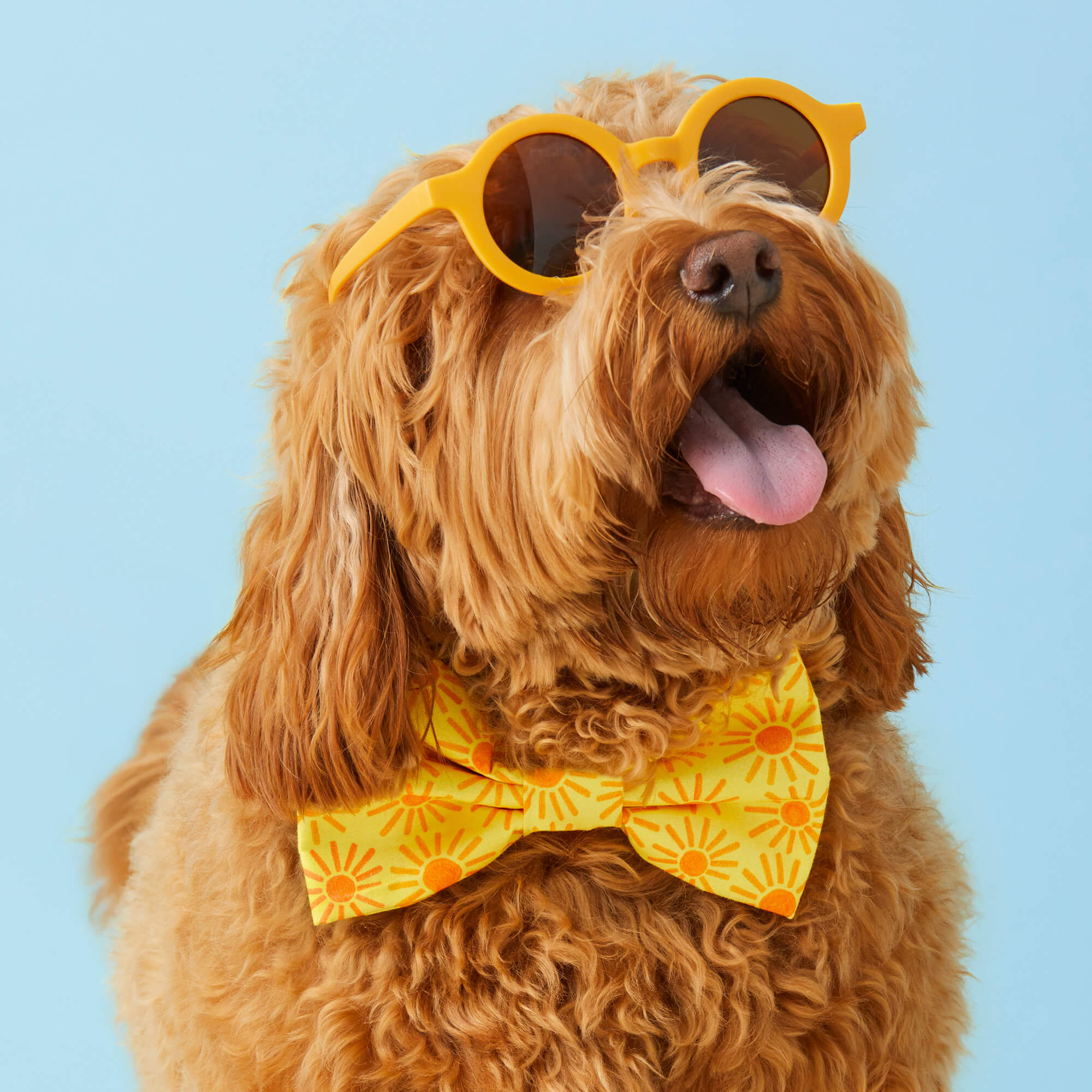 Here Comes the Sun Bow Tie Collar