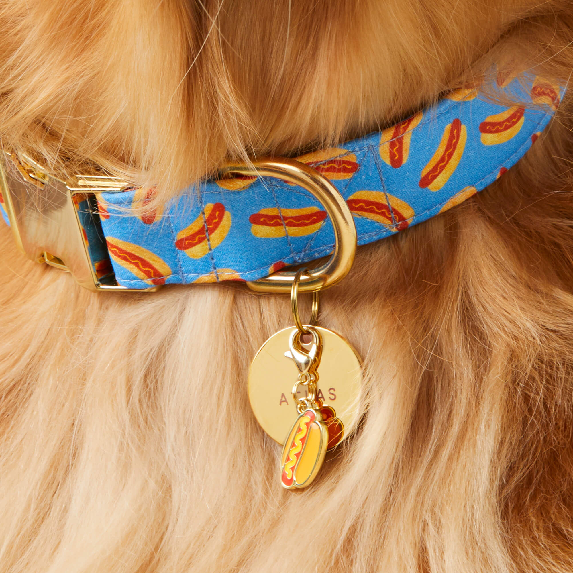 Hot Diggity Dog Collar