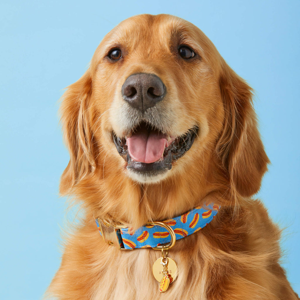 Hot Diggity Collar Walk Set