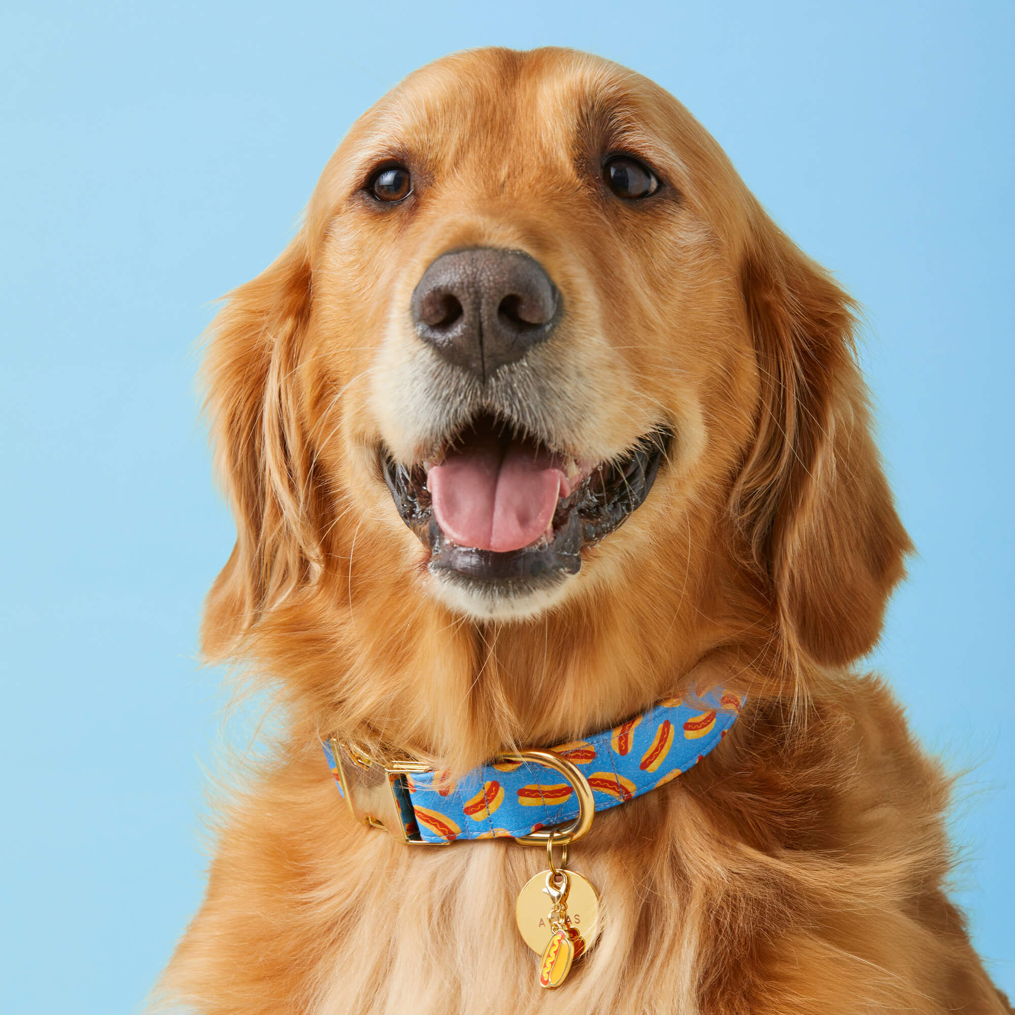 Hot Diggity Dog Collar