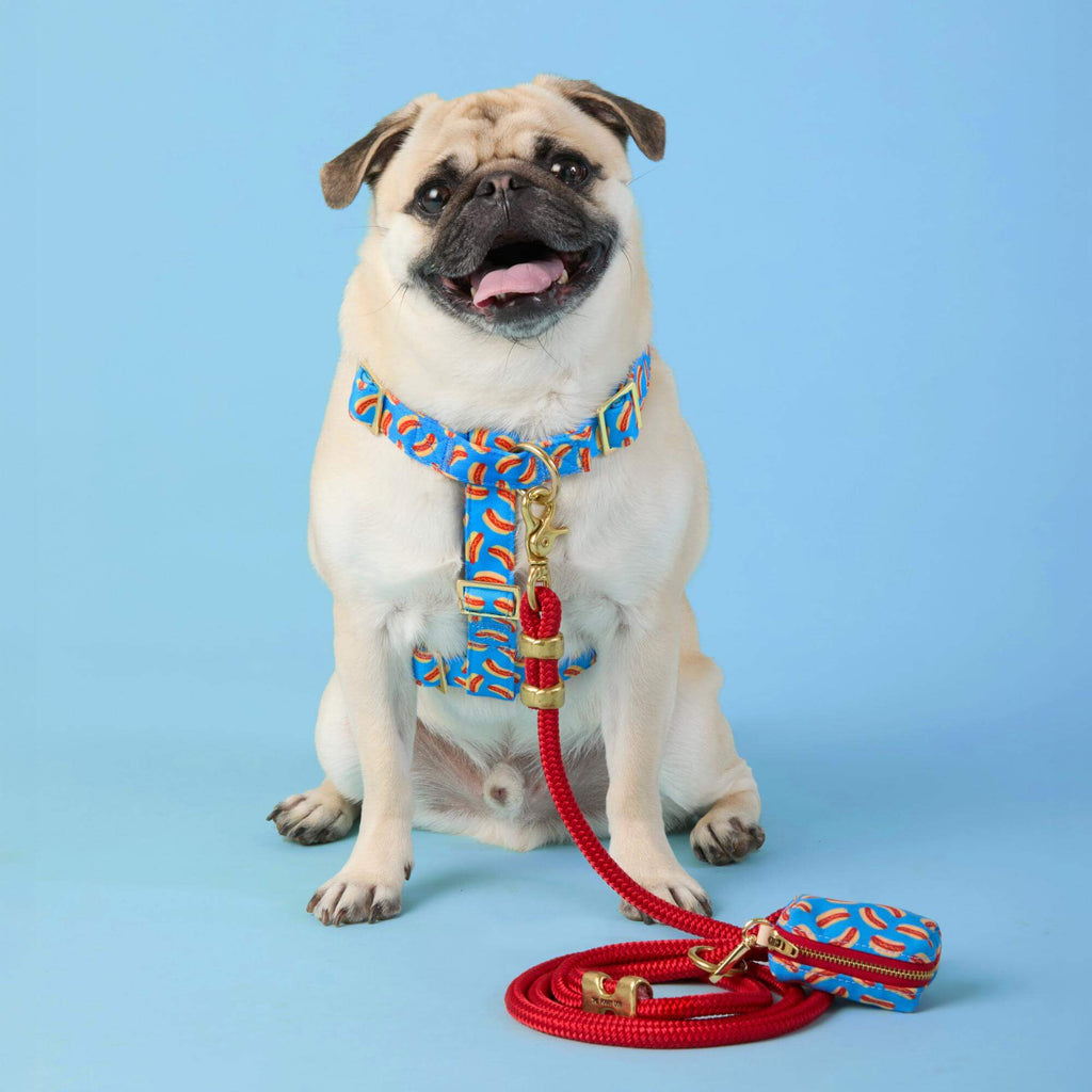 Hot Diggity Harness Walk Set