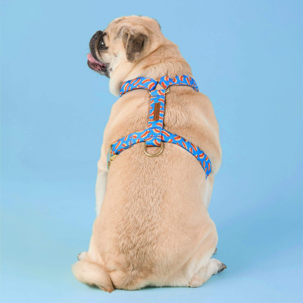 Hot Diggity Harness Walk Set