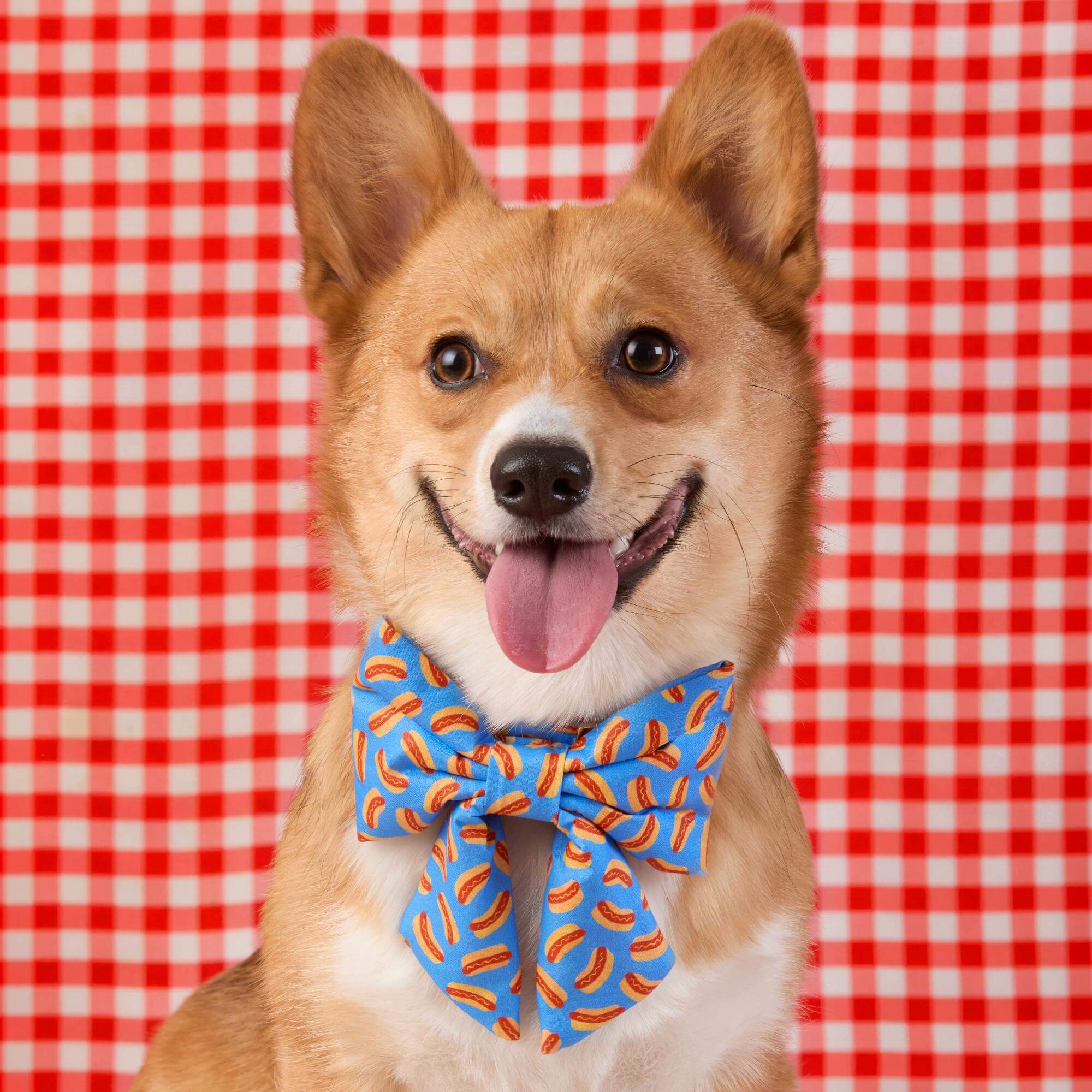 Hot Diggity Lady Bow Collar