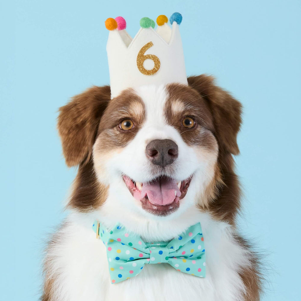 Confetti Dots Bow Tie Collar