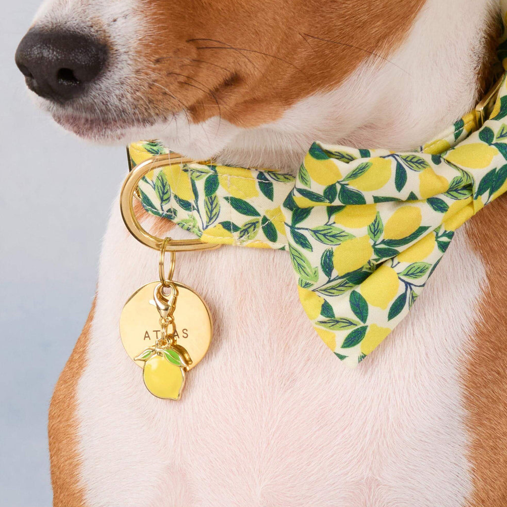 Lemon Zest Bow Tie Collar