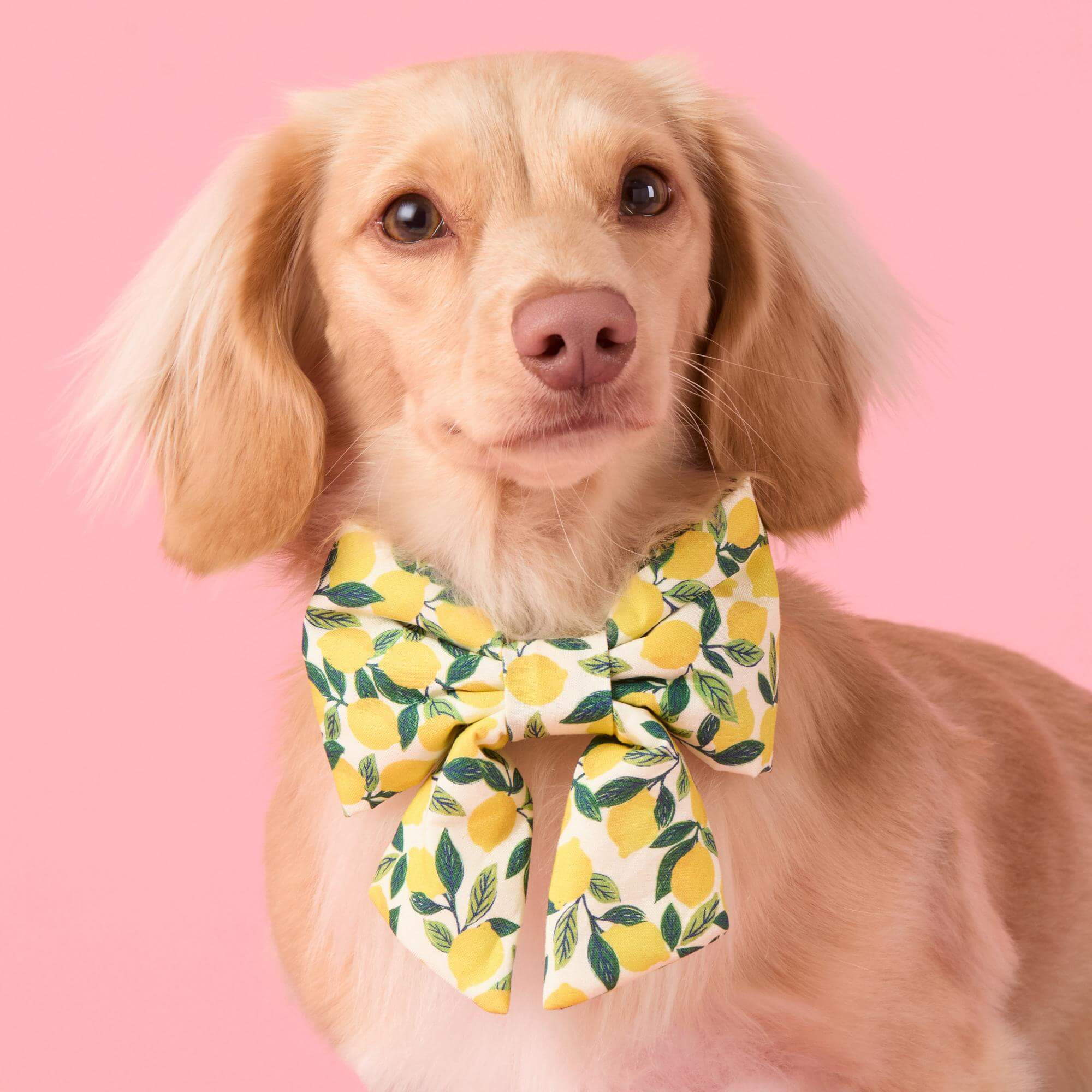 Lemon Zest Lady Bow Collar