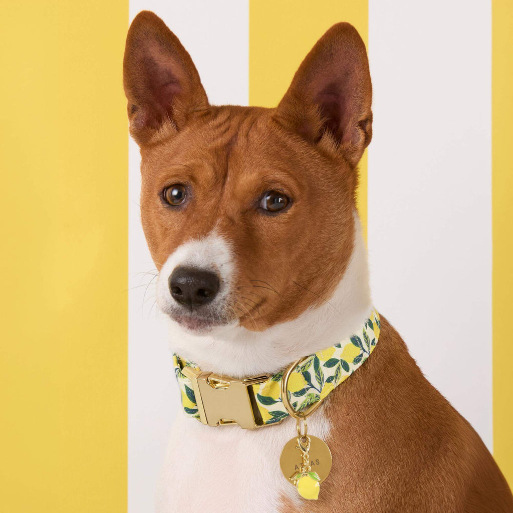 Lemon Zest Dog Collar