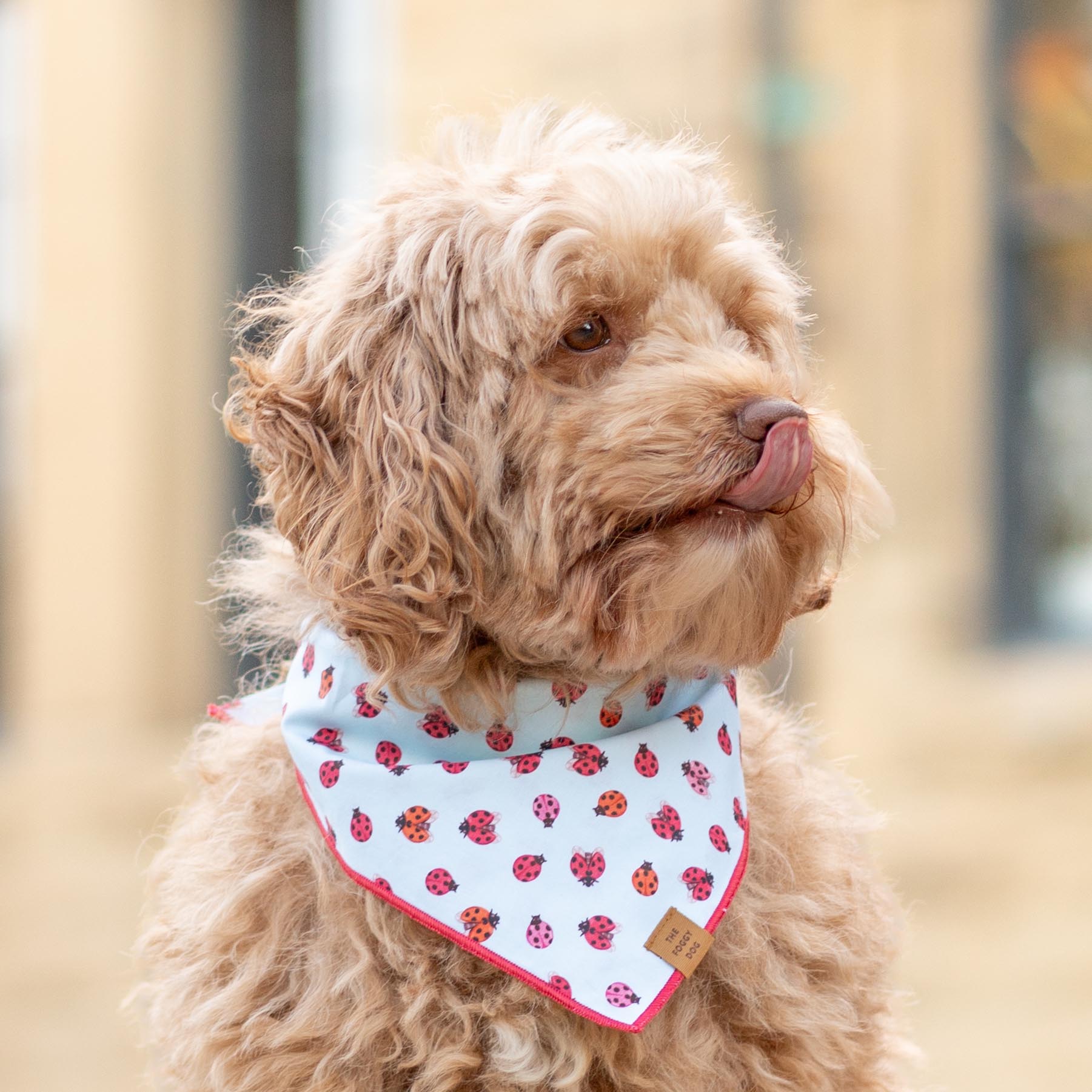 Love Bug Dog Bandana