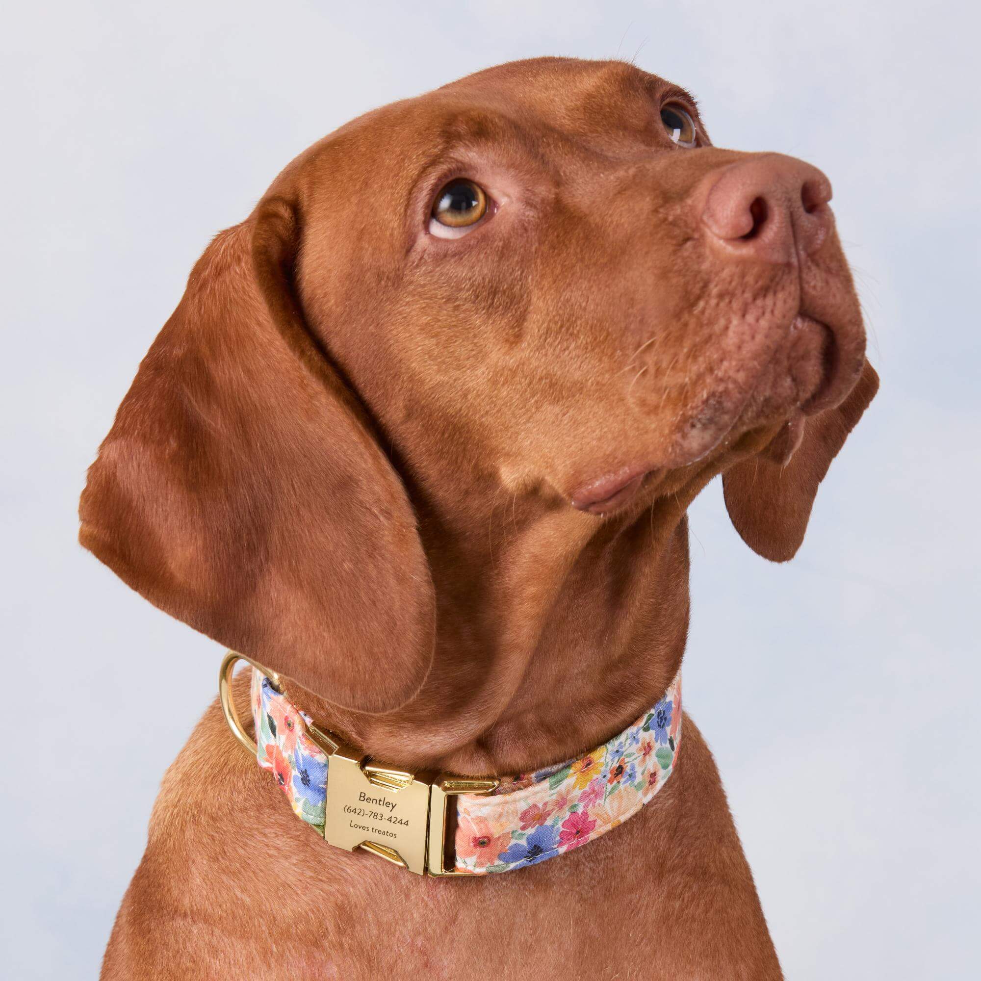 Margaux Dog Collar