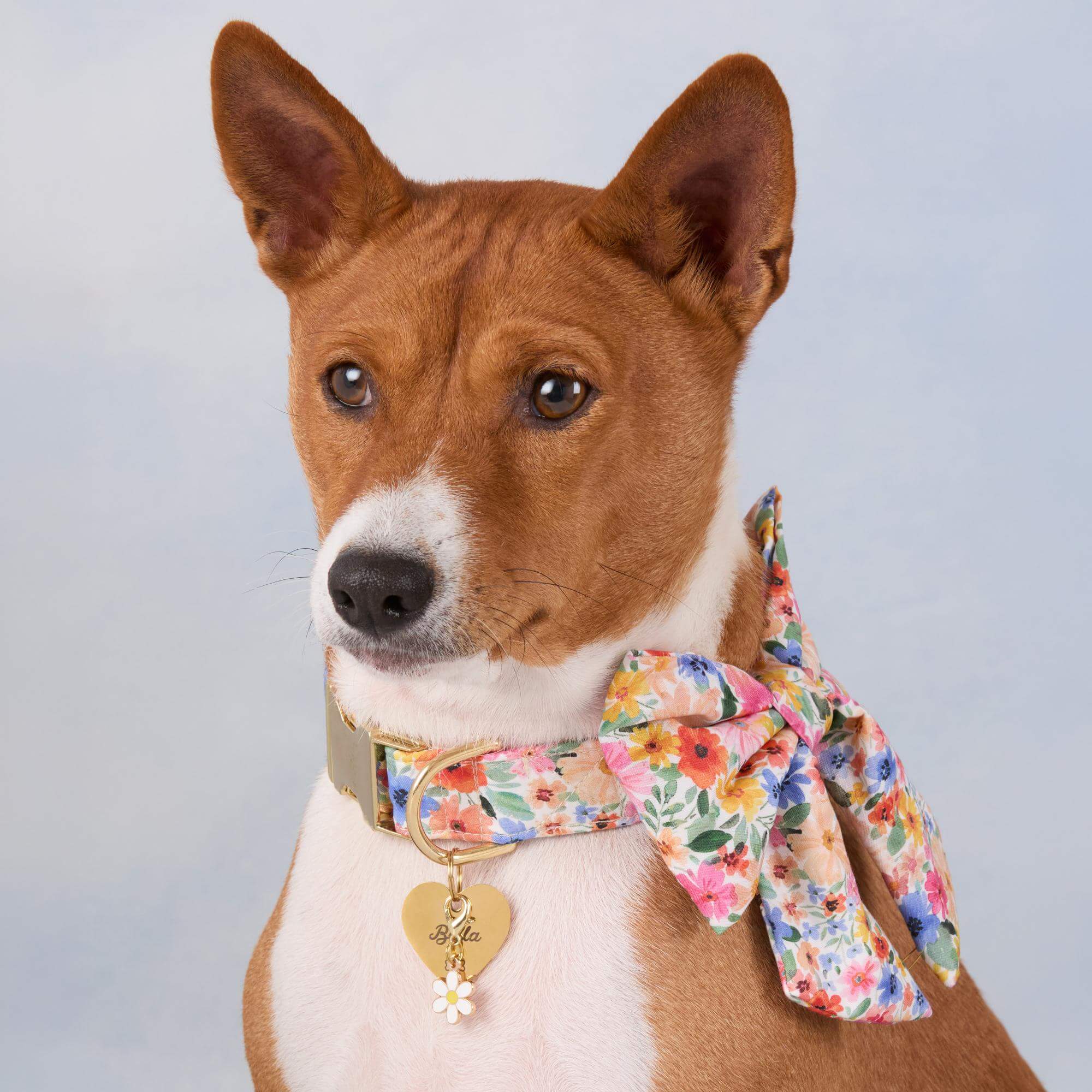 Margaux Lady Bow Collar