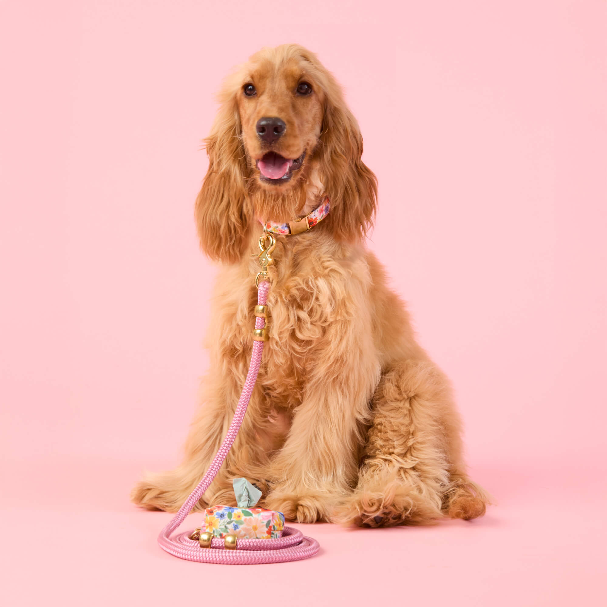 Margaux Collar Walk Set