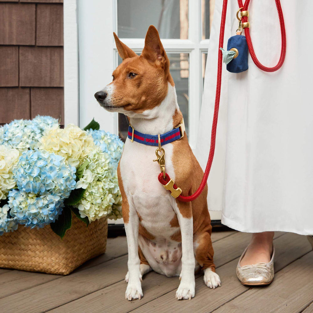 Mariner Striped Webbing Collar Walk Set