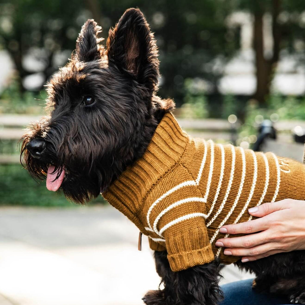 Mustard Stripe Quarter-Zip Dog Sweater