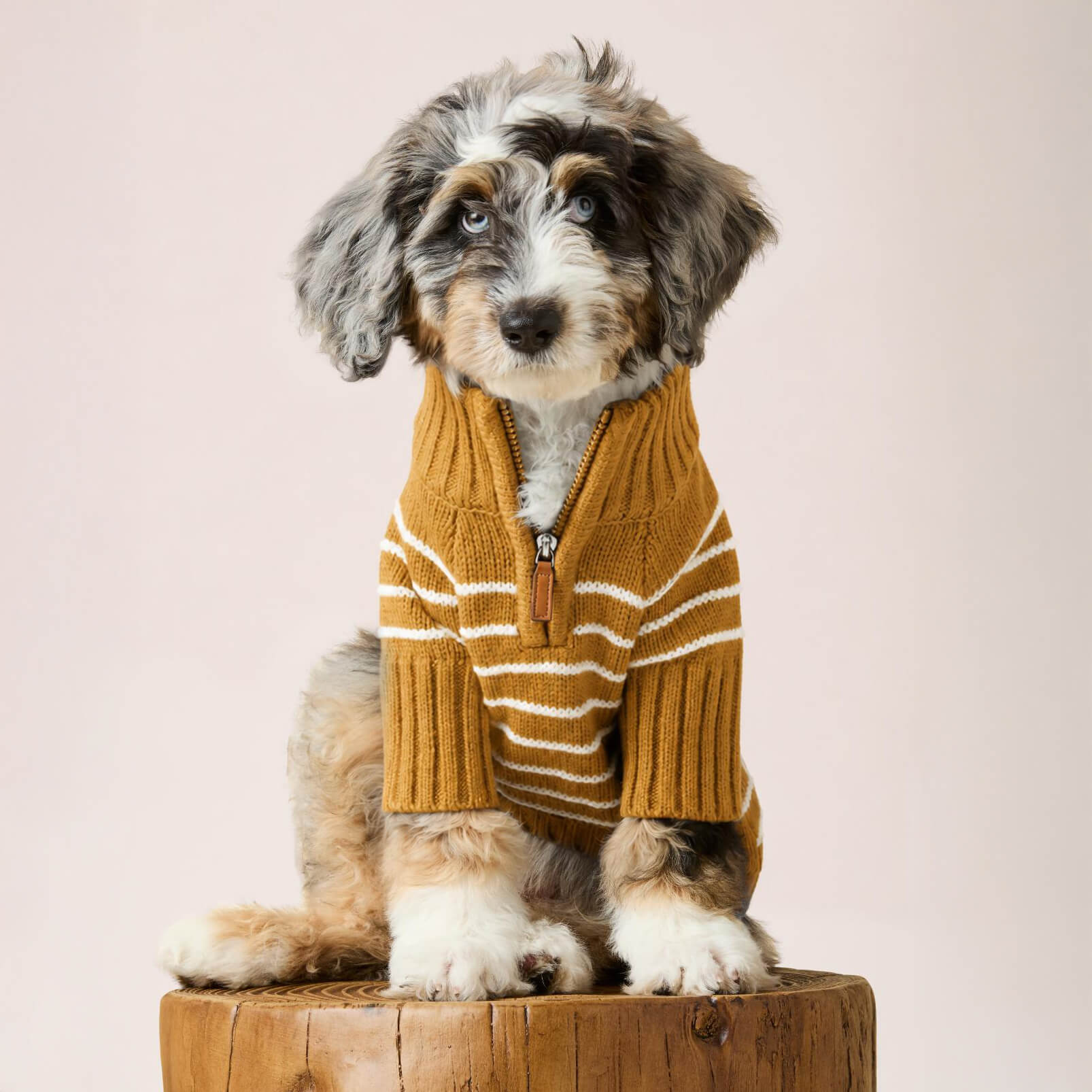 Mustard Stripe Quarter-Zip Dog Sweater