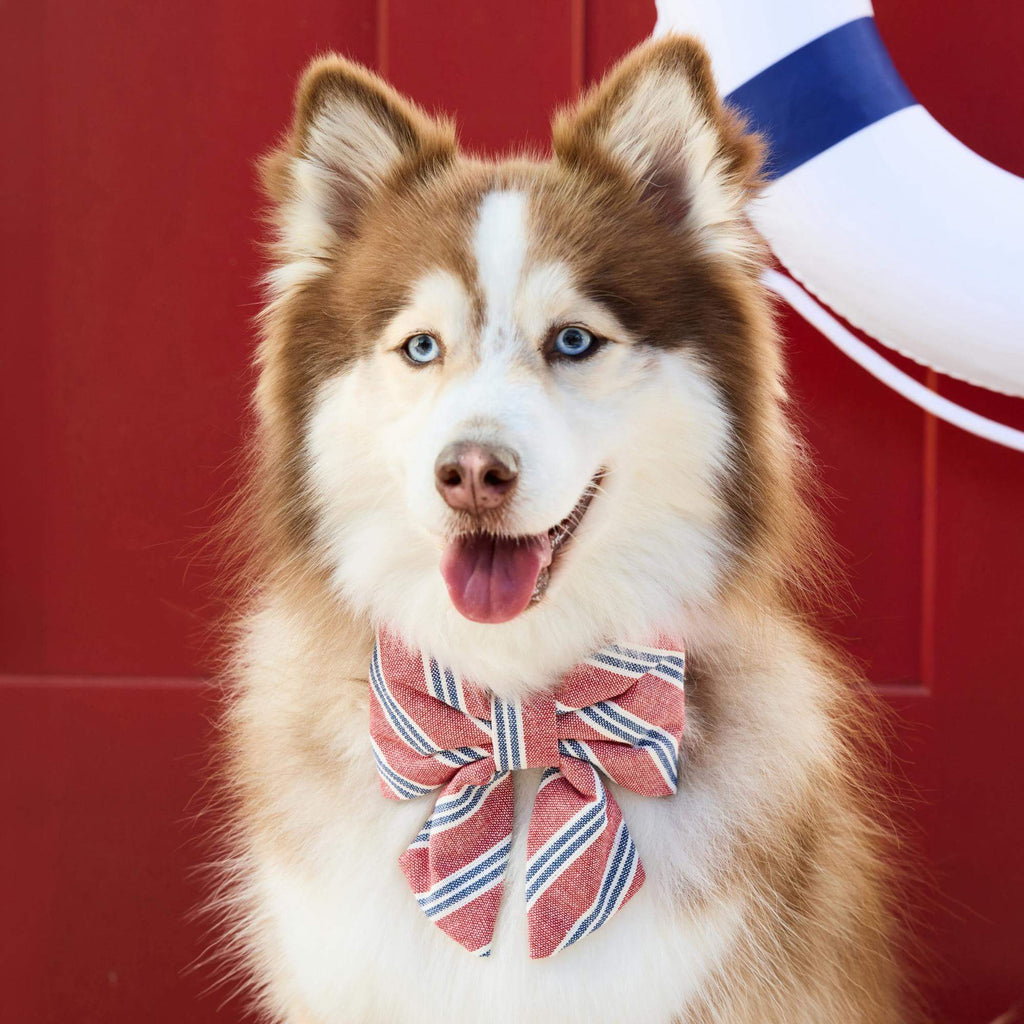Nantucket Stripe Lady Bow Collar