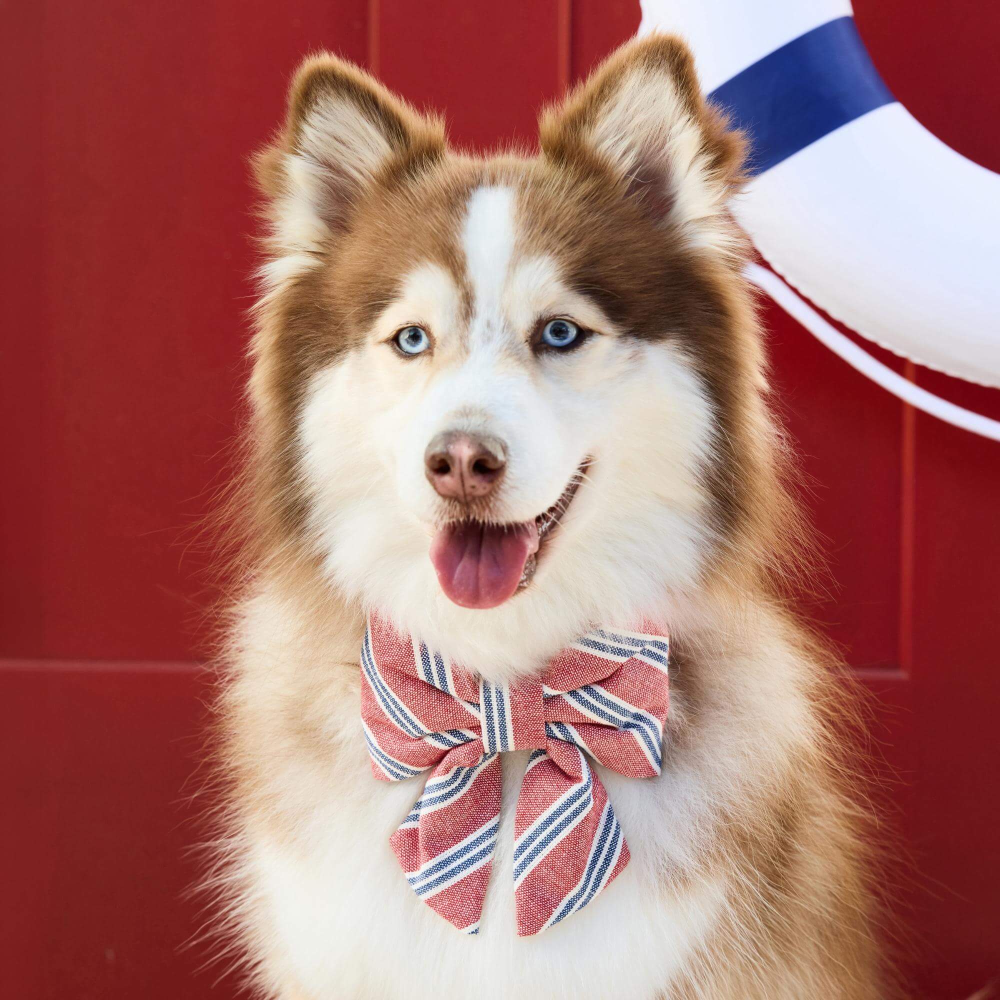 Nantucket Stripe Lady Bow Collar