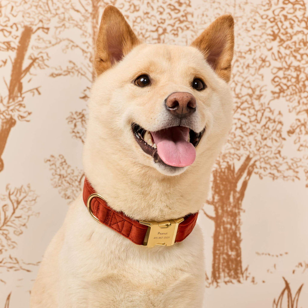 Nutmeg Velvet Dog Collar