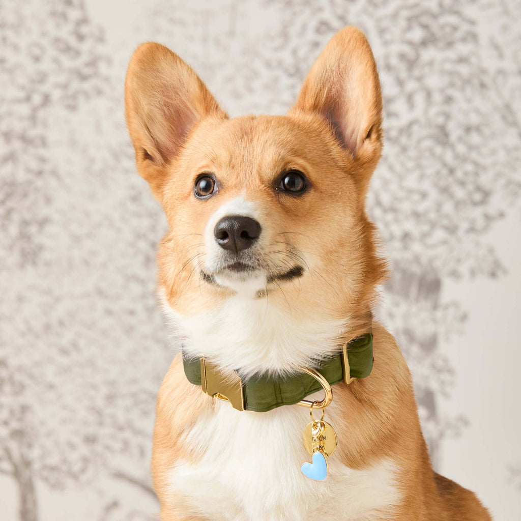 Moss Velvet Dog Collar