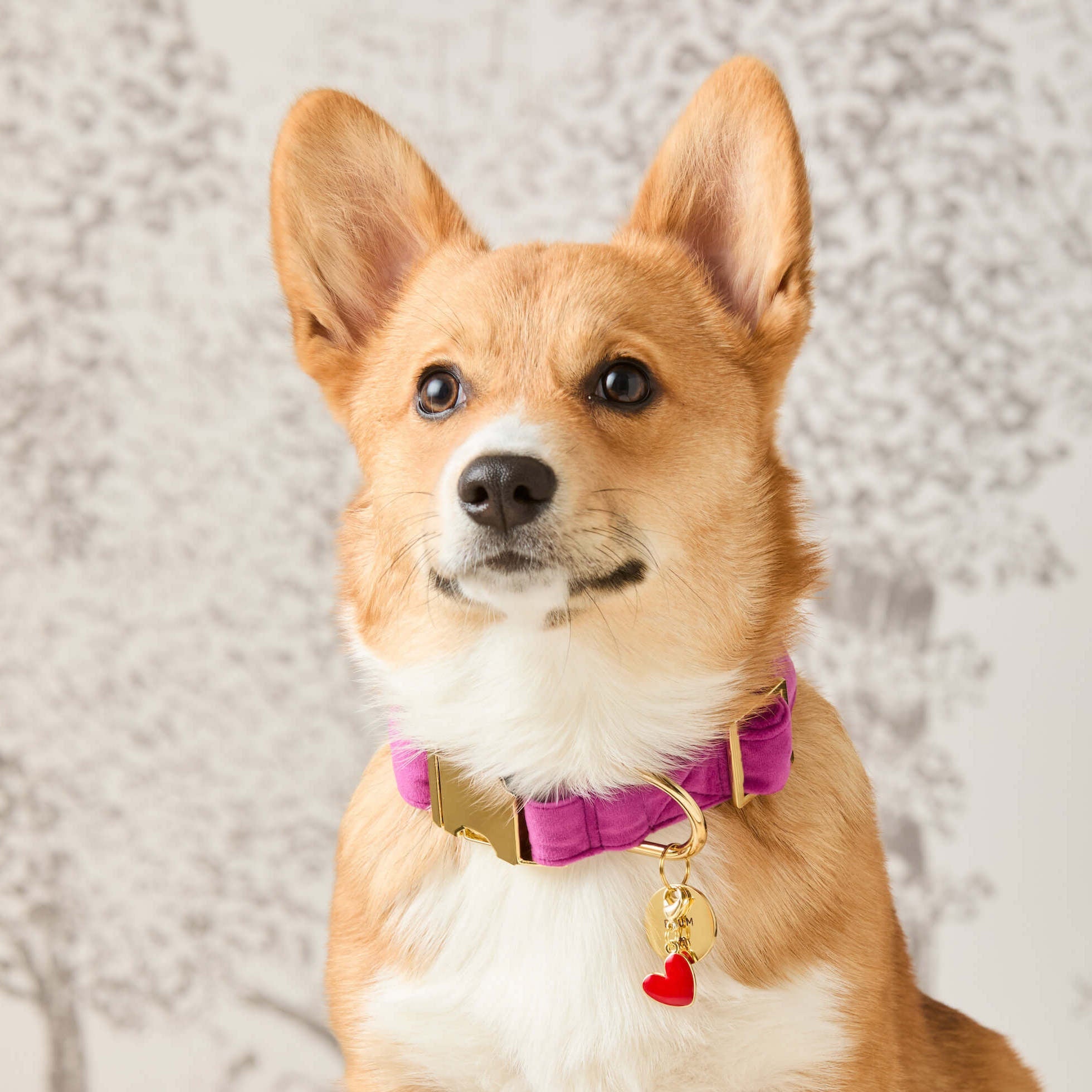 Plum Velvet Dog Collar