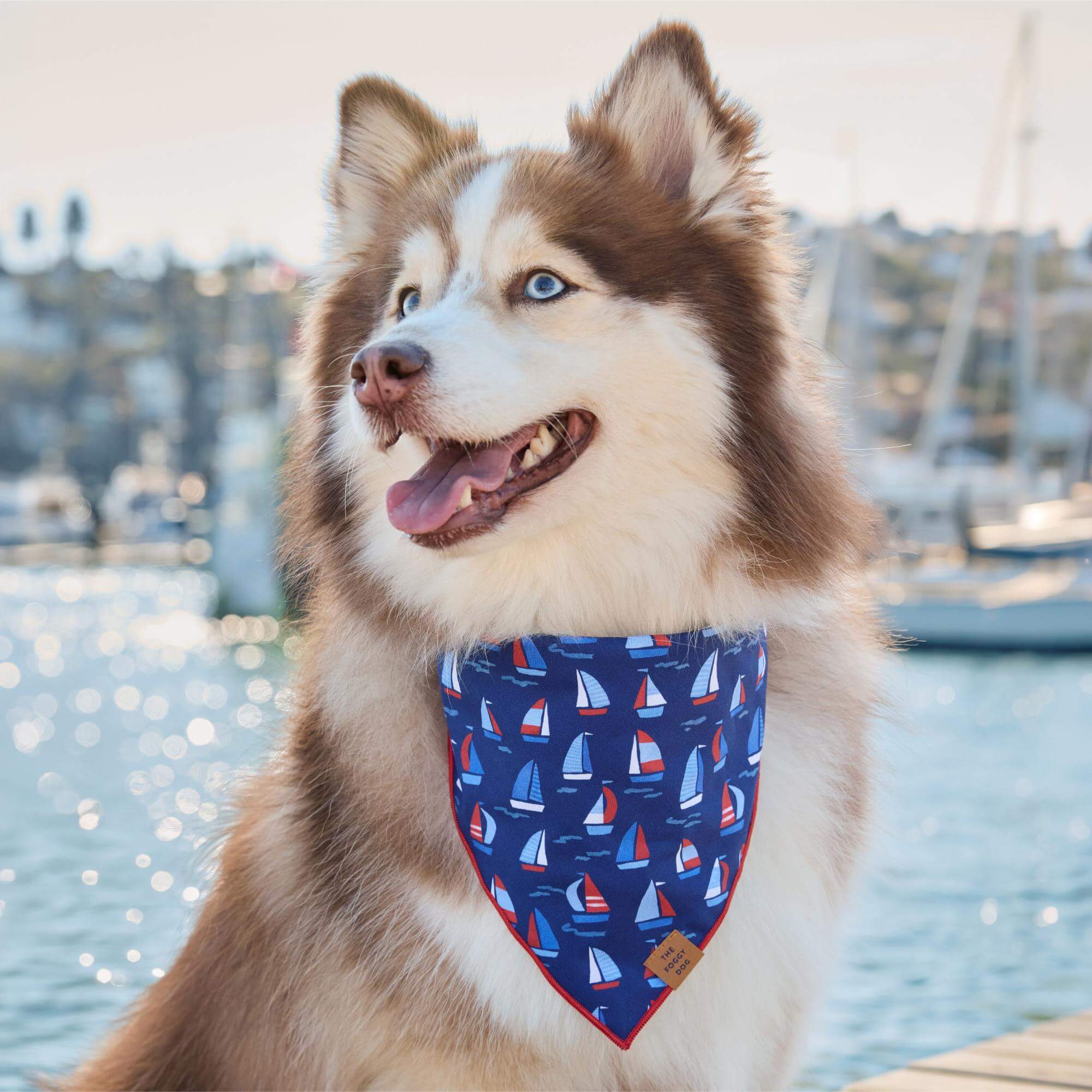 Regatta Dog Bandana